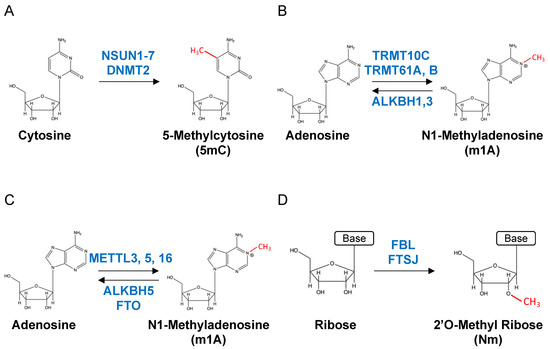 RNA Modification Related Diseases and Sensing Methods