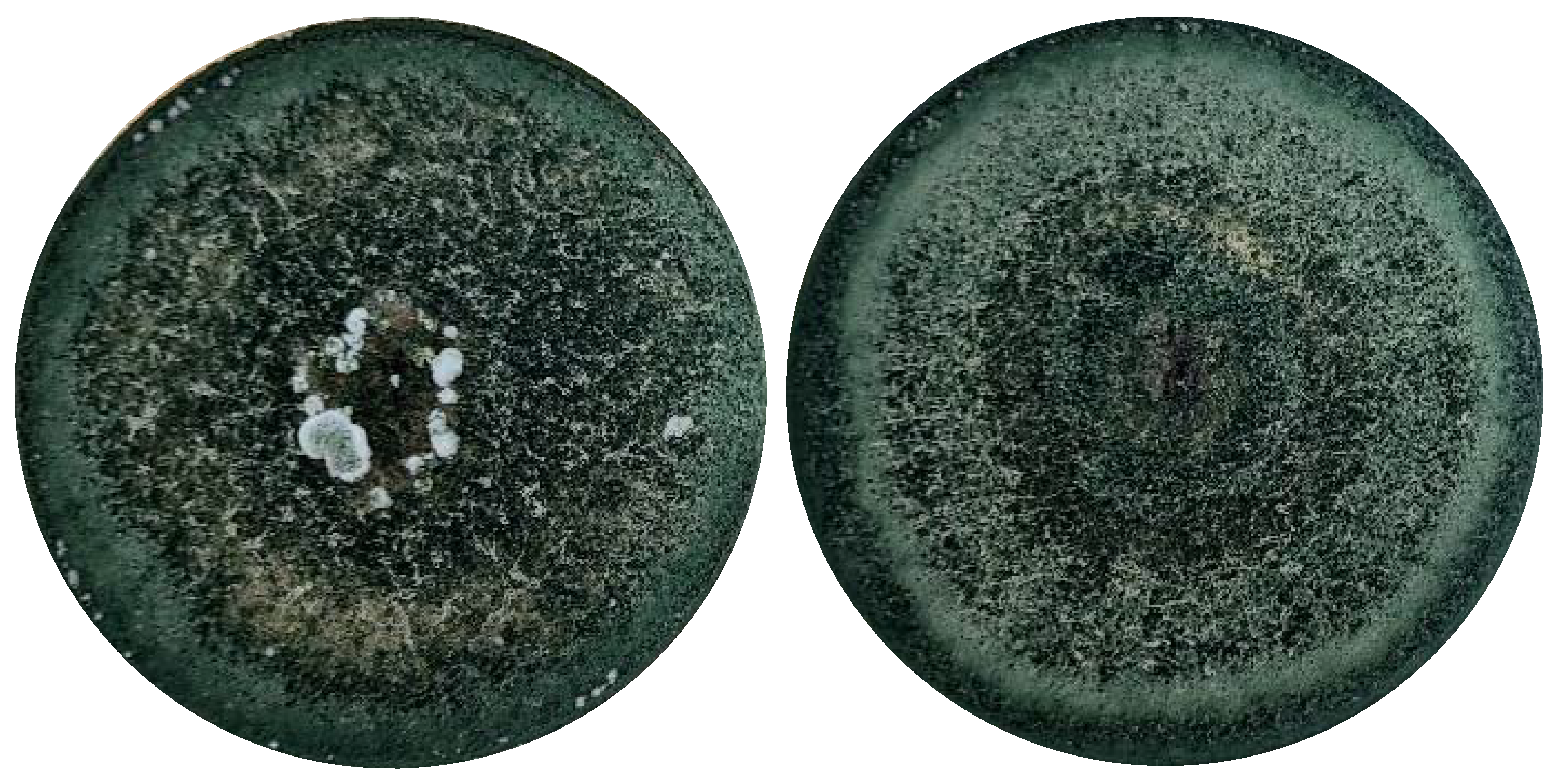 Applsci 13 06434 g001