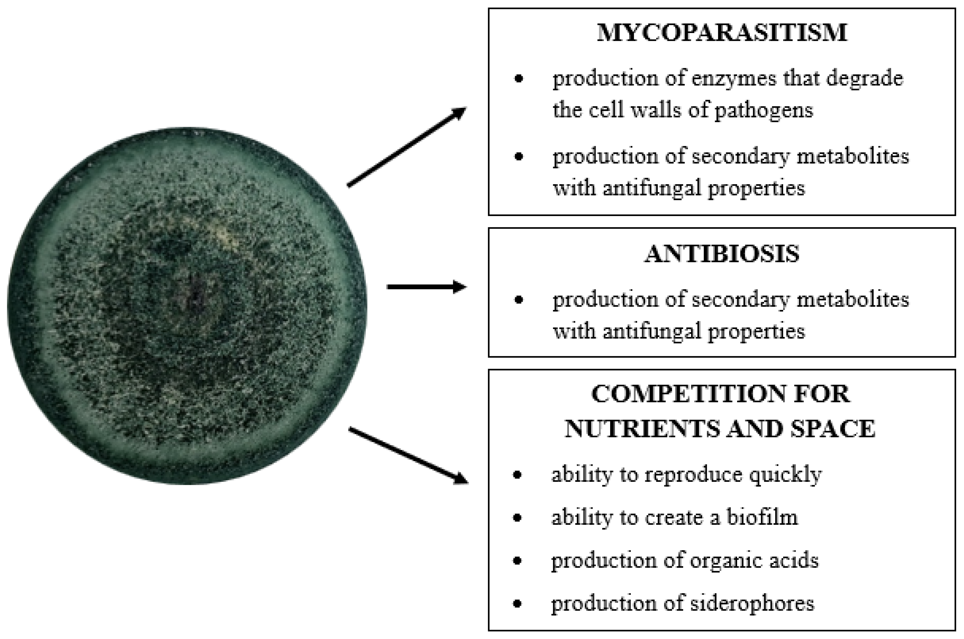 Applsci 13 06434 g002
