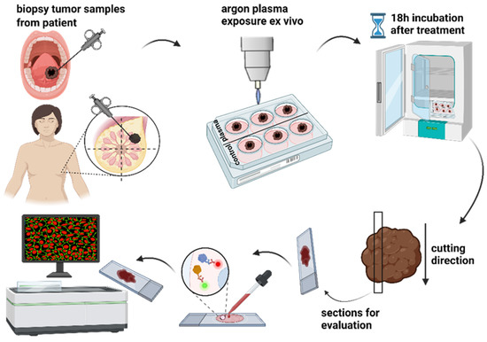 Cold Physical Plasma Toxicity in Breast and Oral Squamous