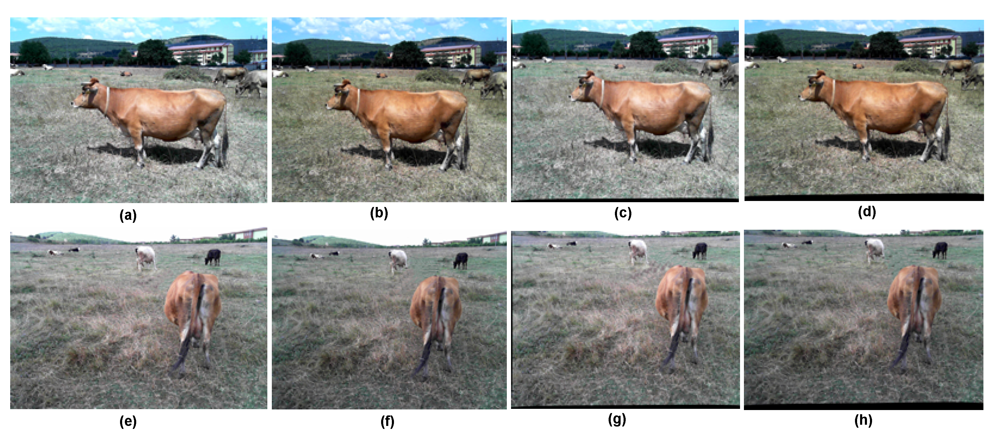 Applsci 13 06944 g005