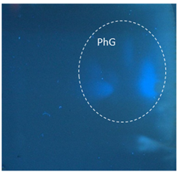 Applsci 13 07075 i002 Applsci 13 07075 i002