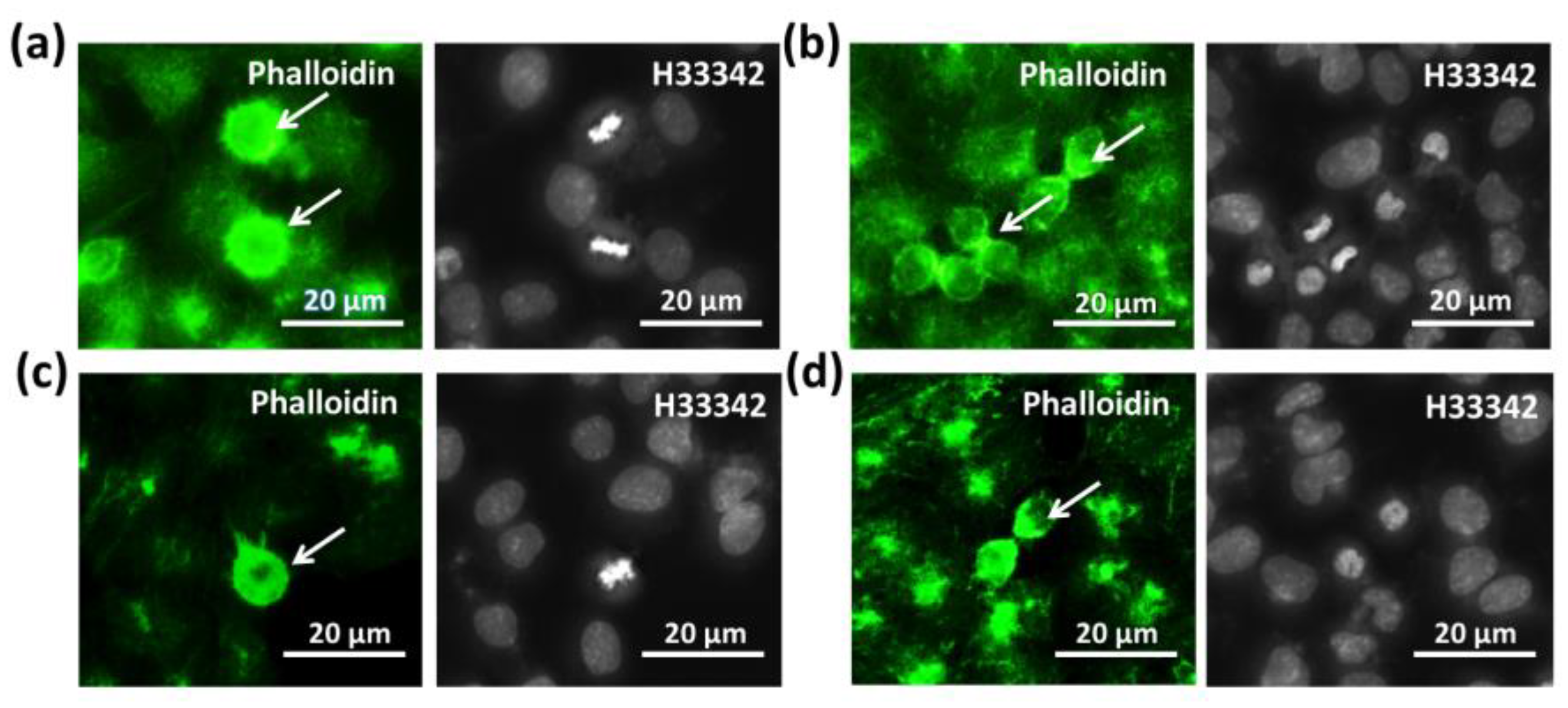 Applsci 13 07351 g005