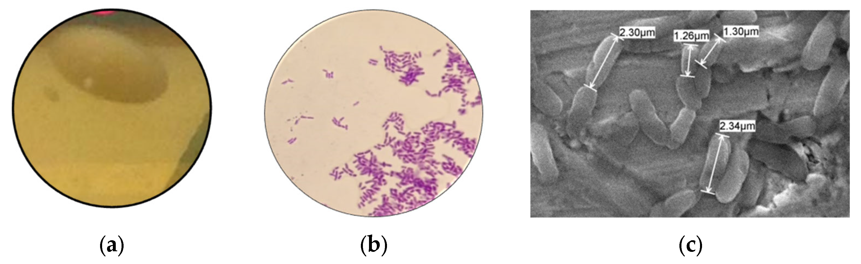 Applsci 13 07378 g001 Applsci 13 07378 g001