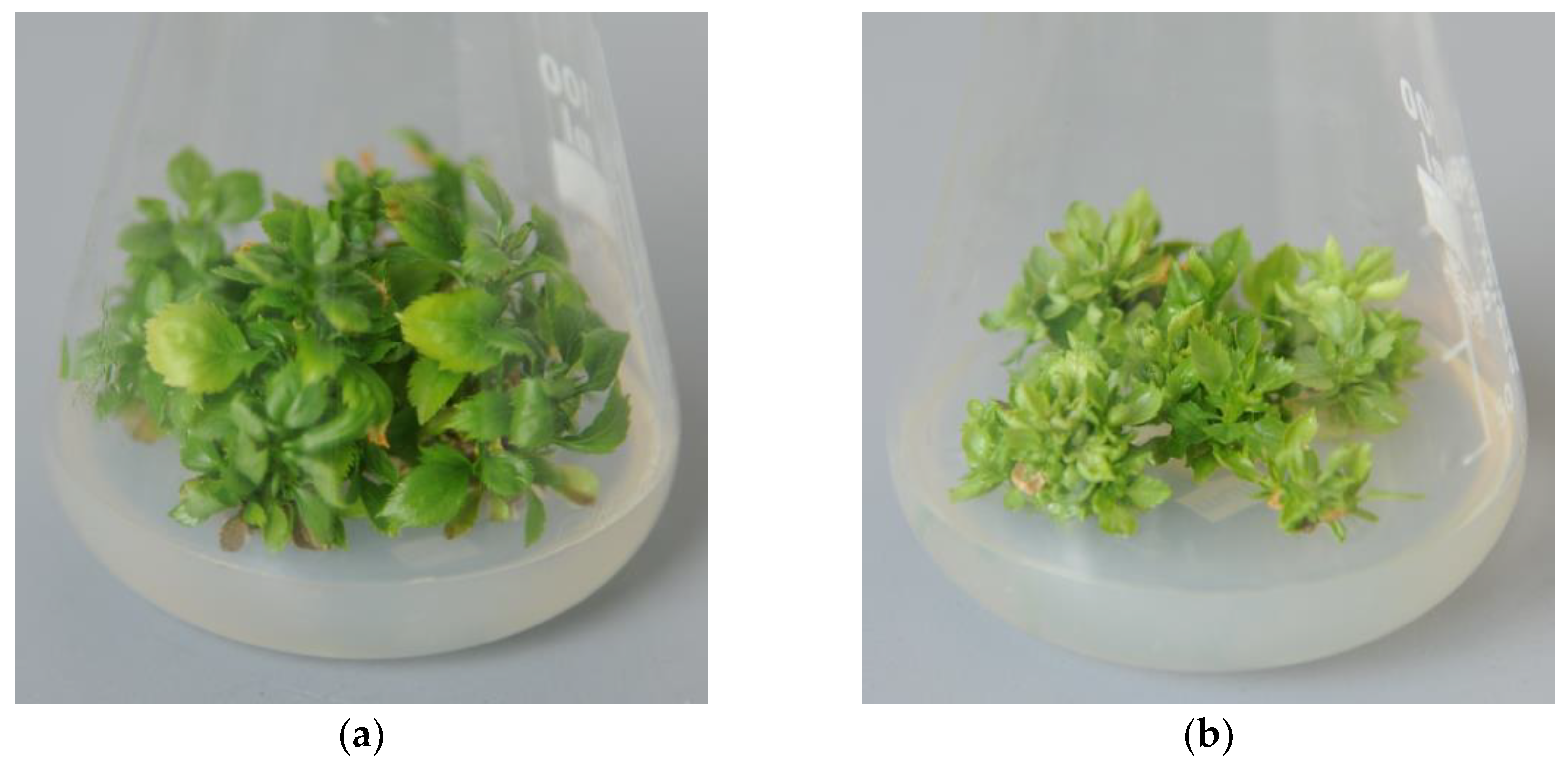 Applsci 13 07527 g001 550