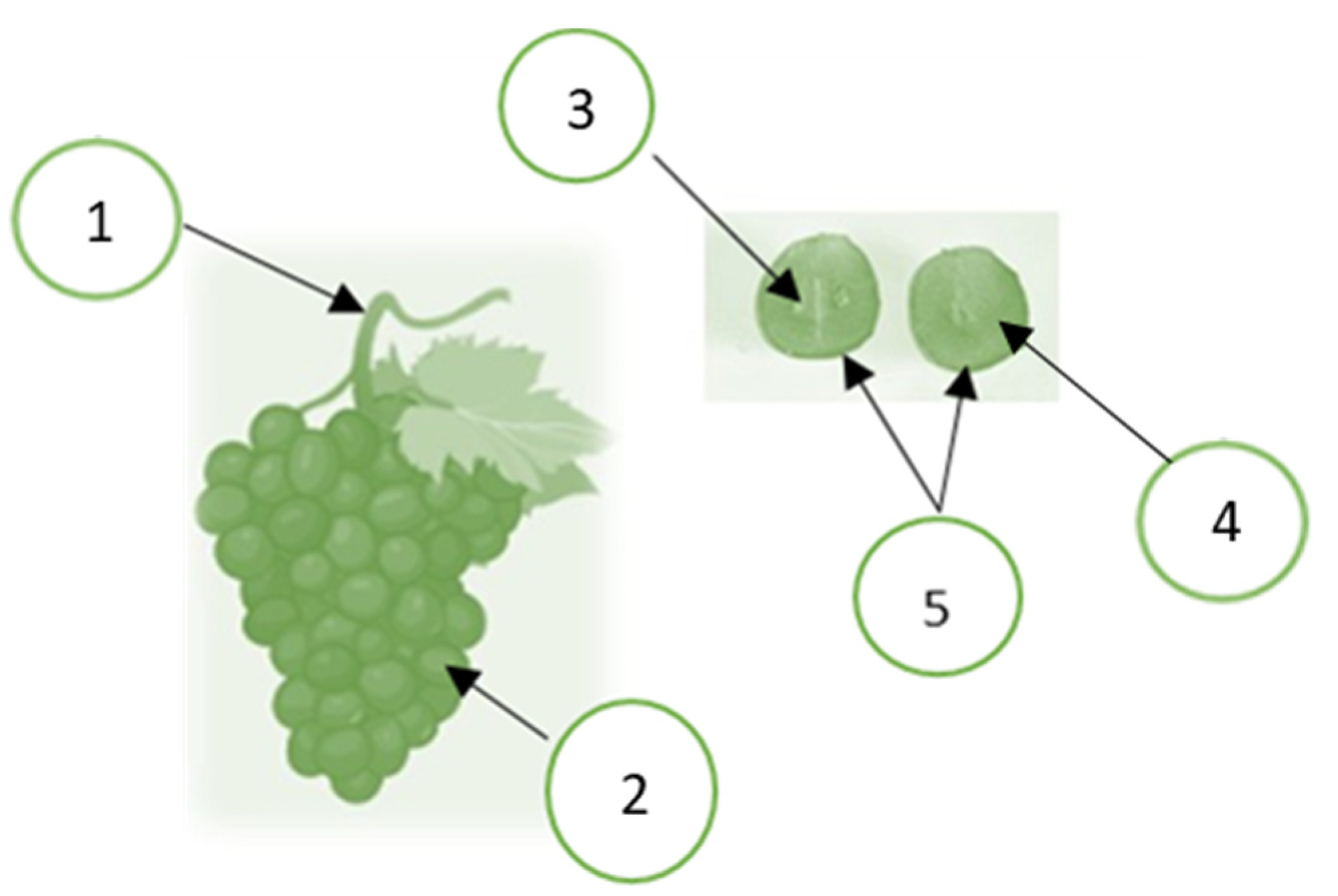 Grape 5 218 hotsell