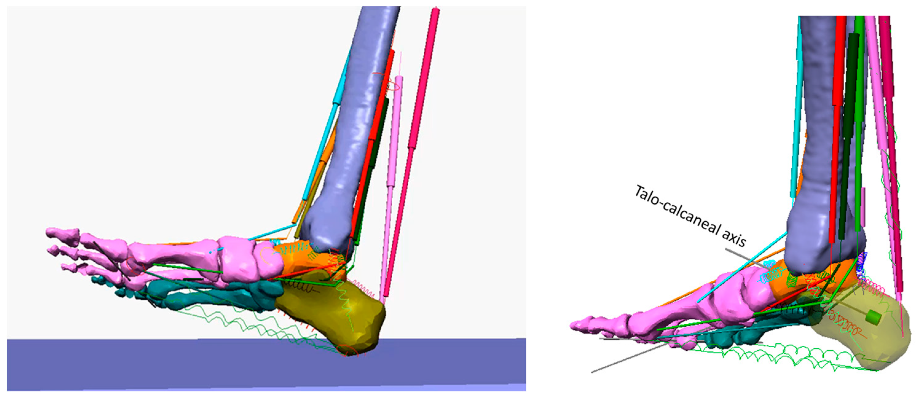 Applied Sciences Free FullText Balanced Foot Dorsiflexion Requires