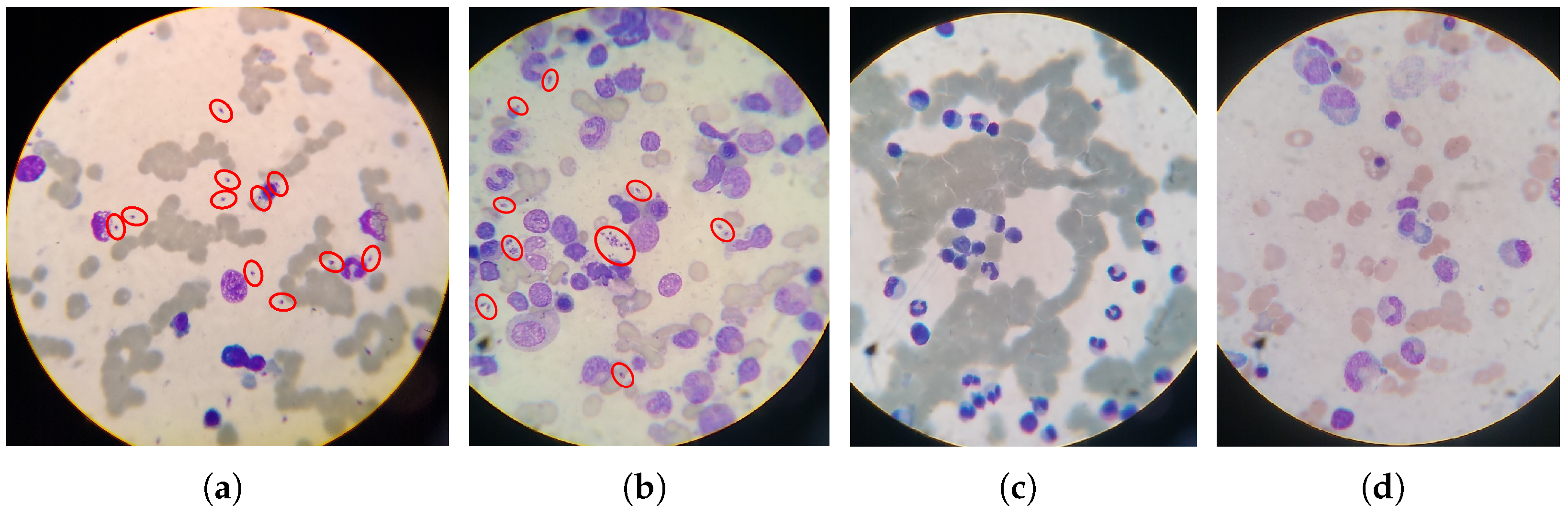 Applsci 13 08076 g002 Applsci 13 08076 g002