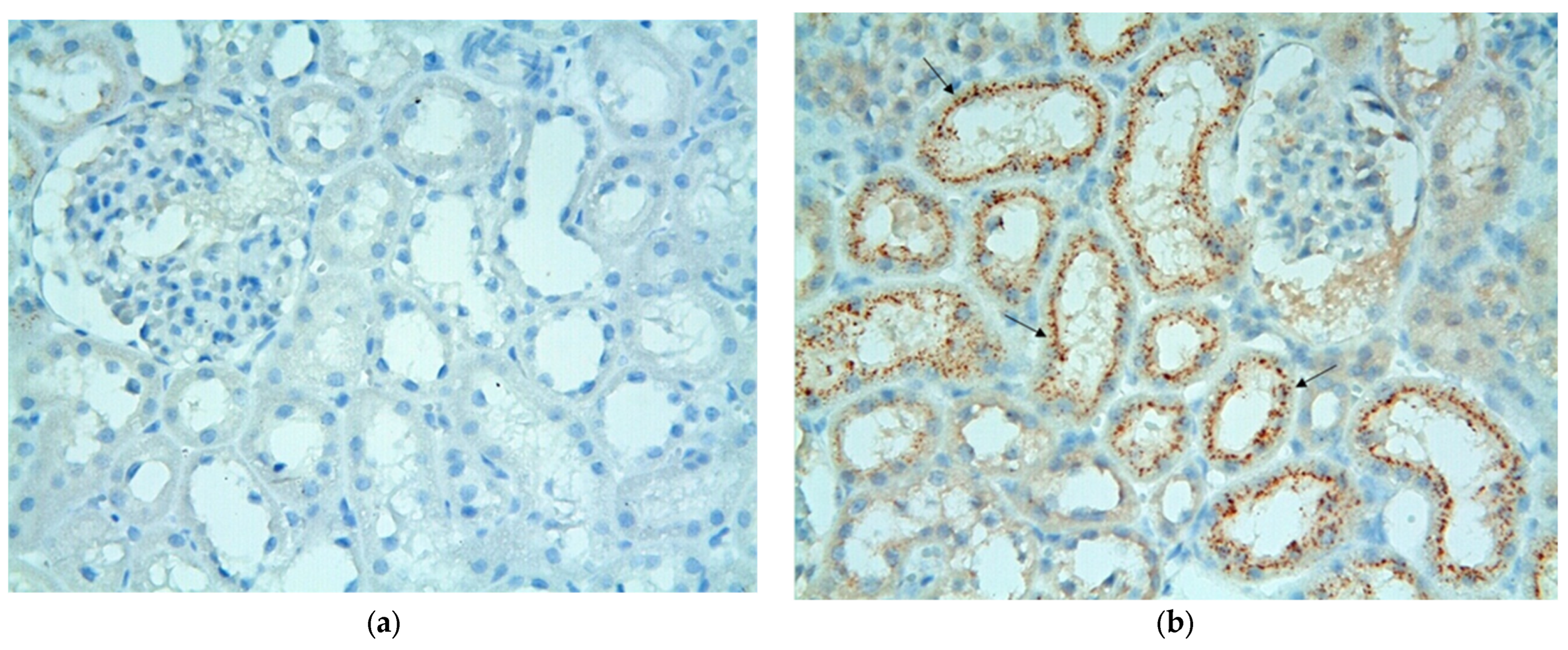 Applsci 13 08870 g004