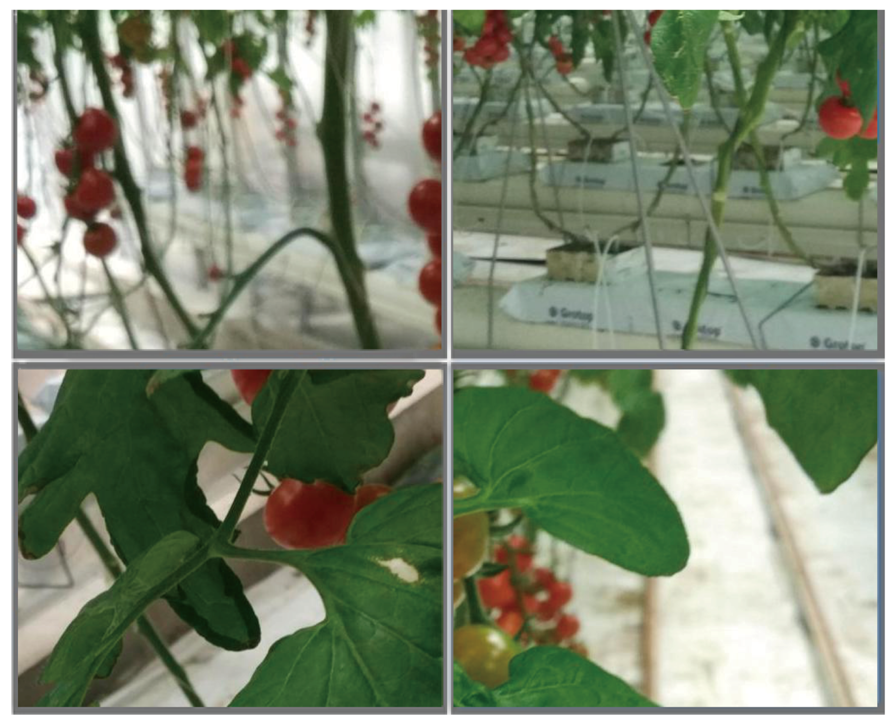 Applsci 13 09173 g005