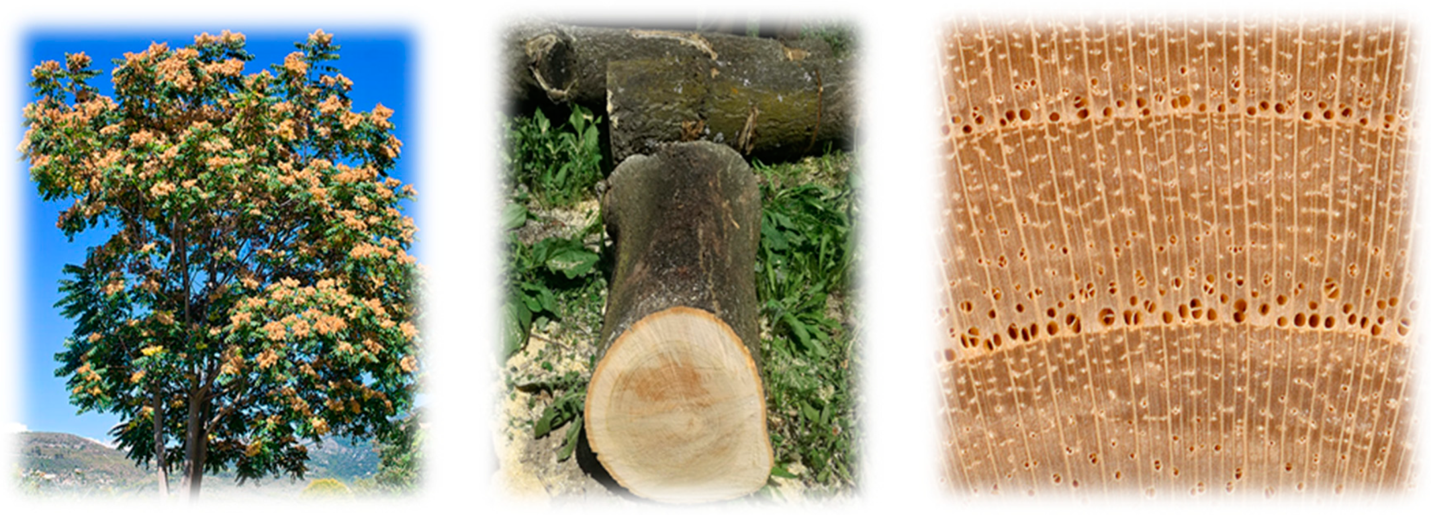 Applsci 13 09185 g001