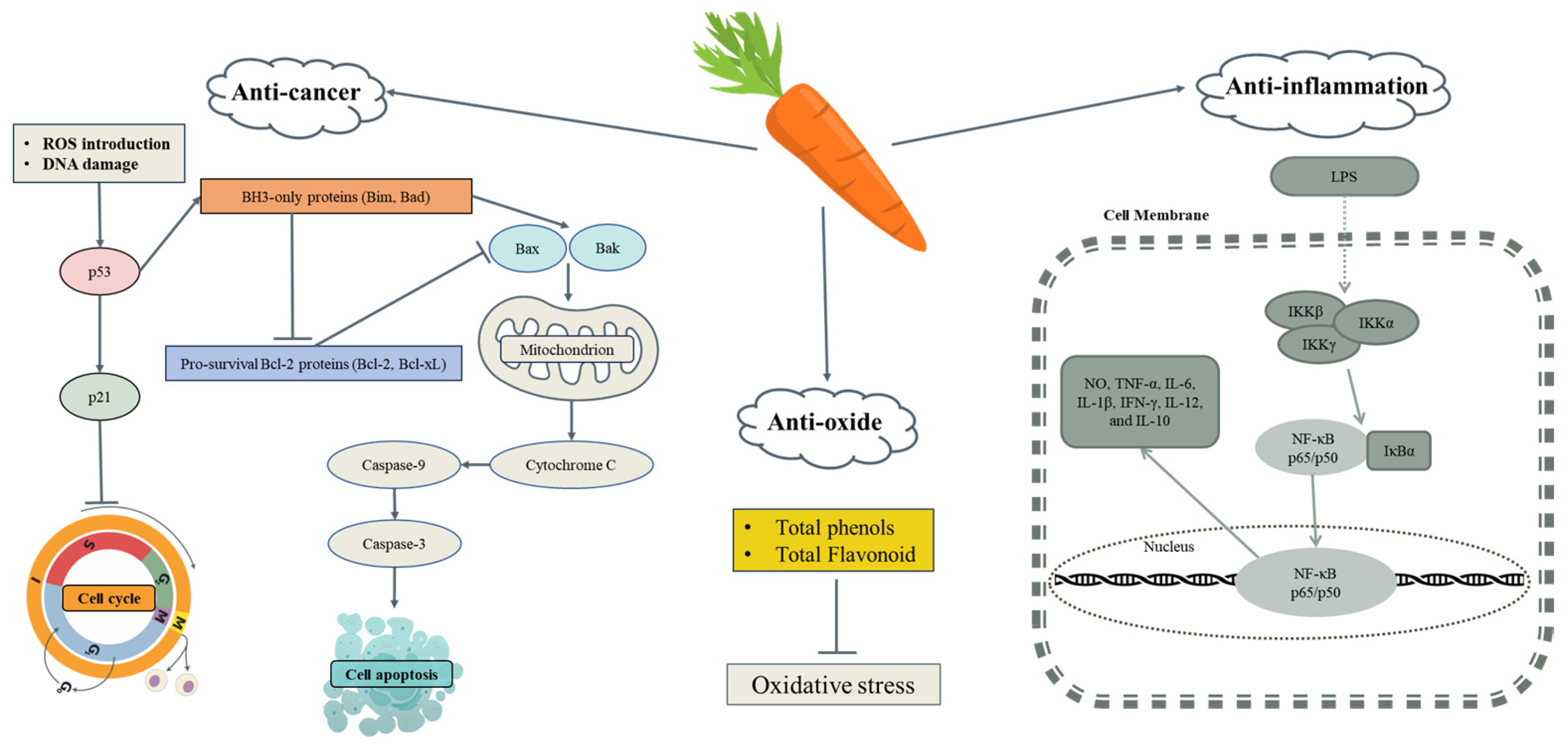 Anticancer Activity of Mineral-Supplemented Organically