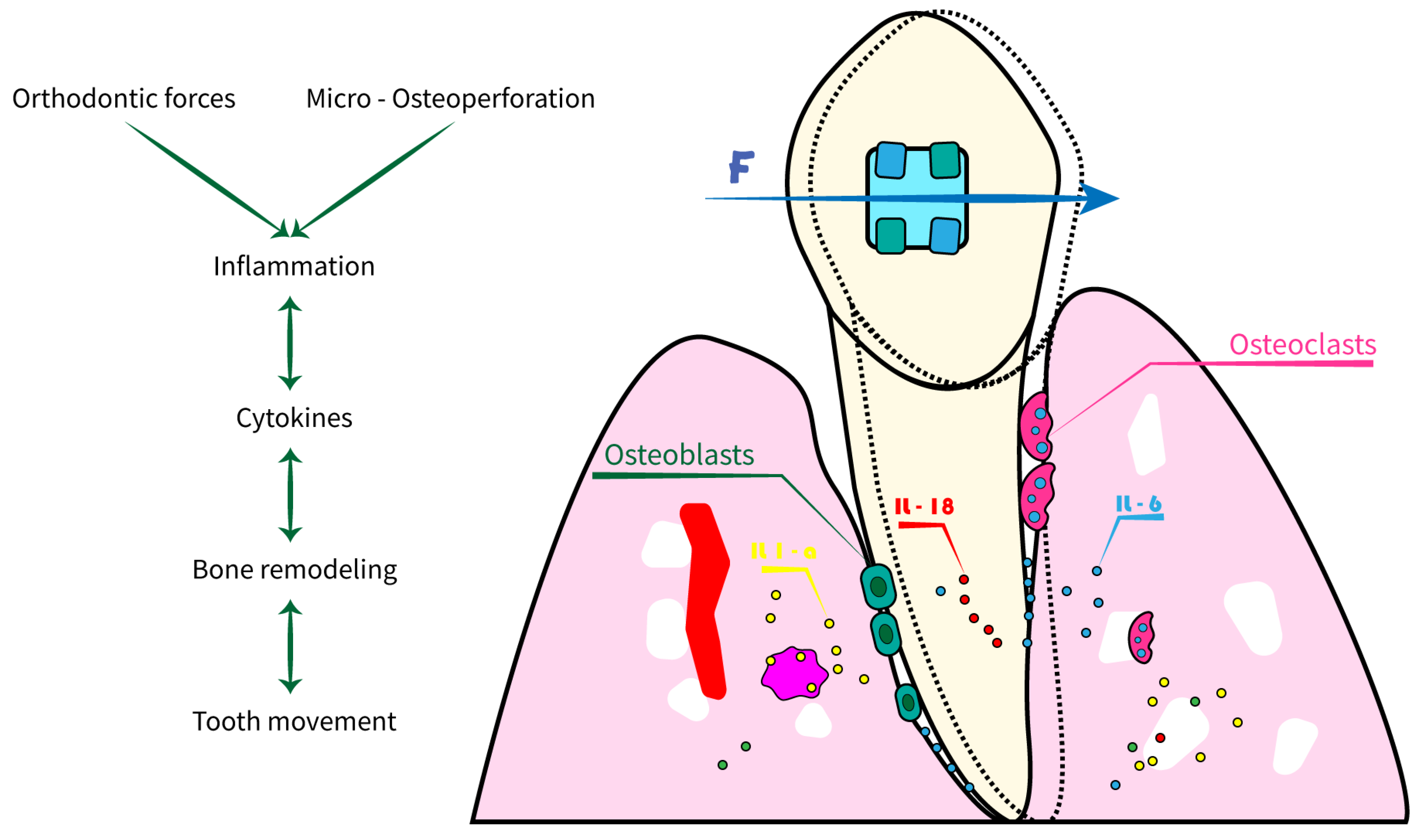 Zwfmockaitis Orthodontics 92 - ejr9fpn