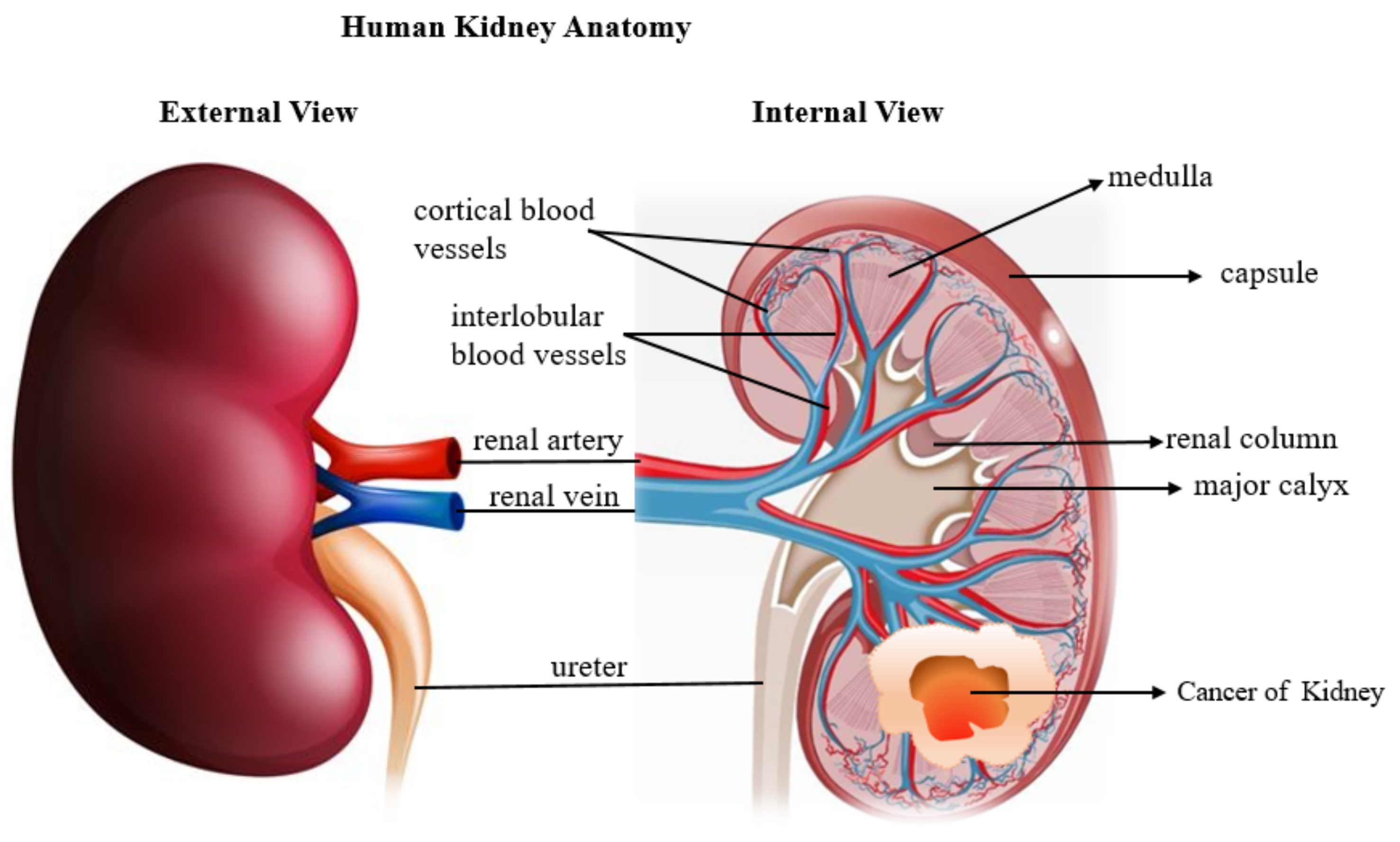 ANAT 411 Anterior View of the Muscles of Head & Neck Diagram