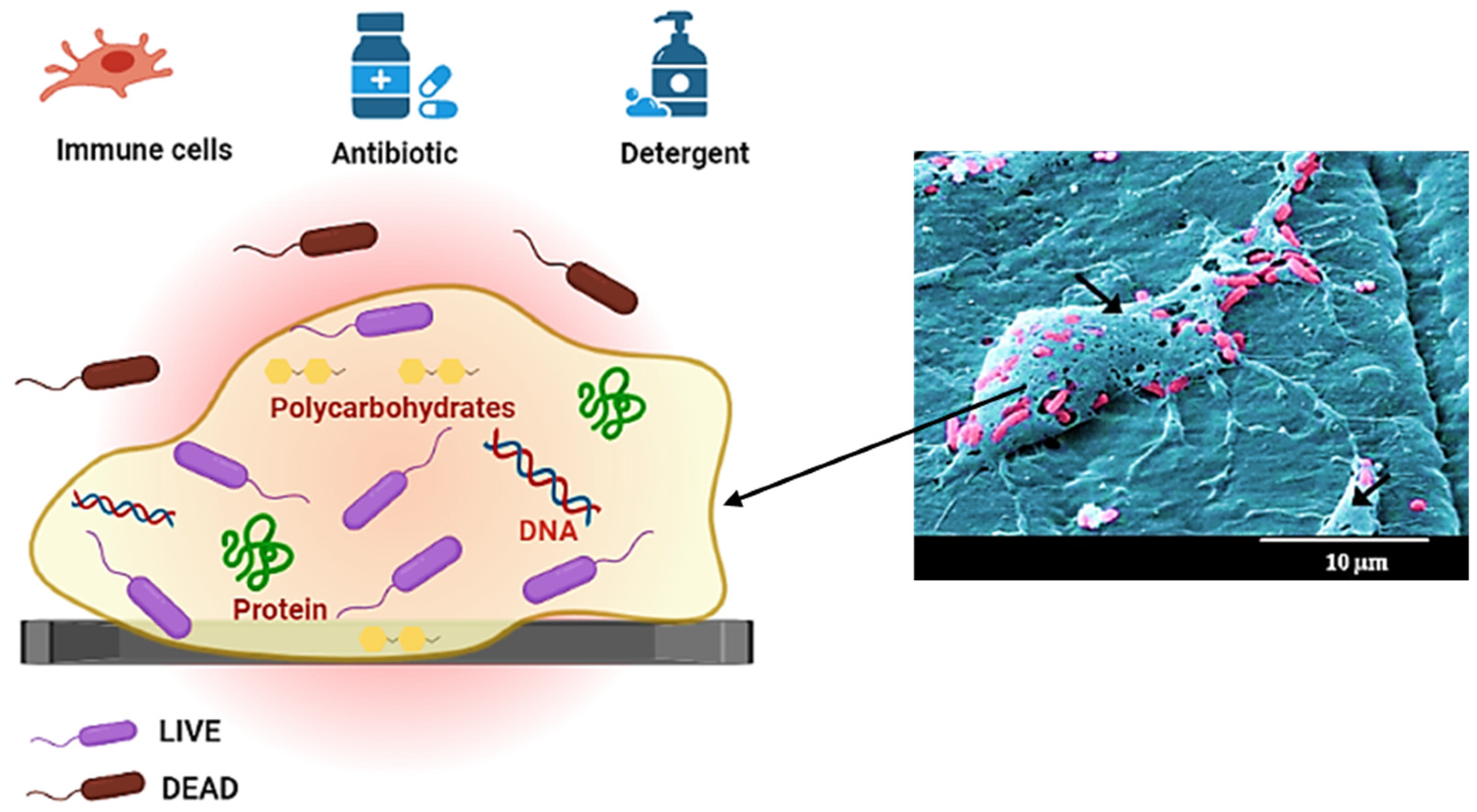 Applsci 13 09854 g002