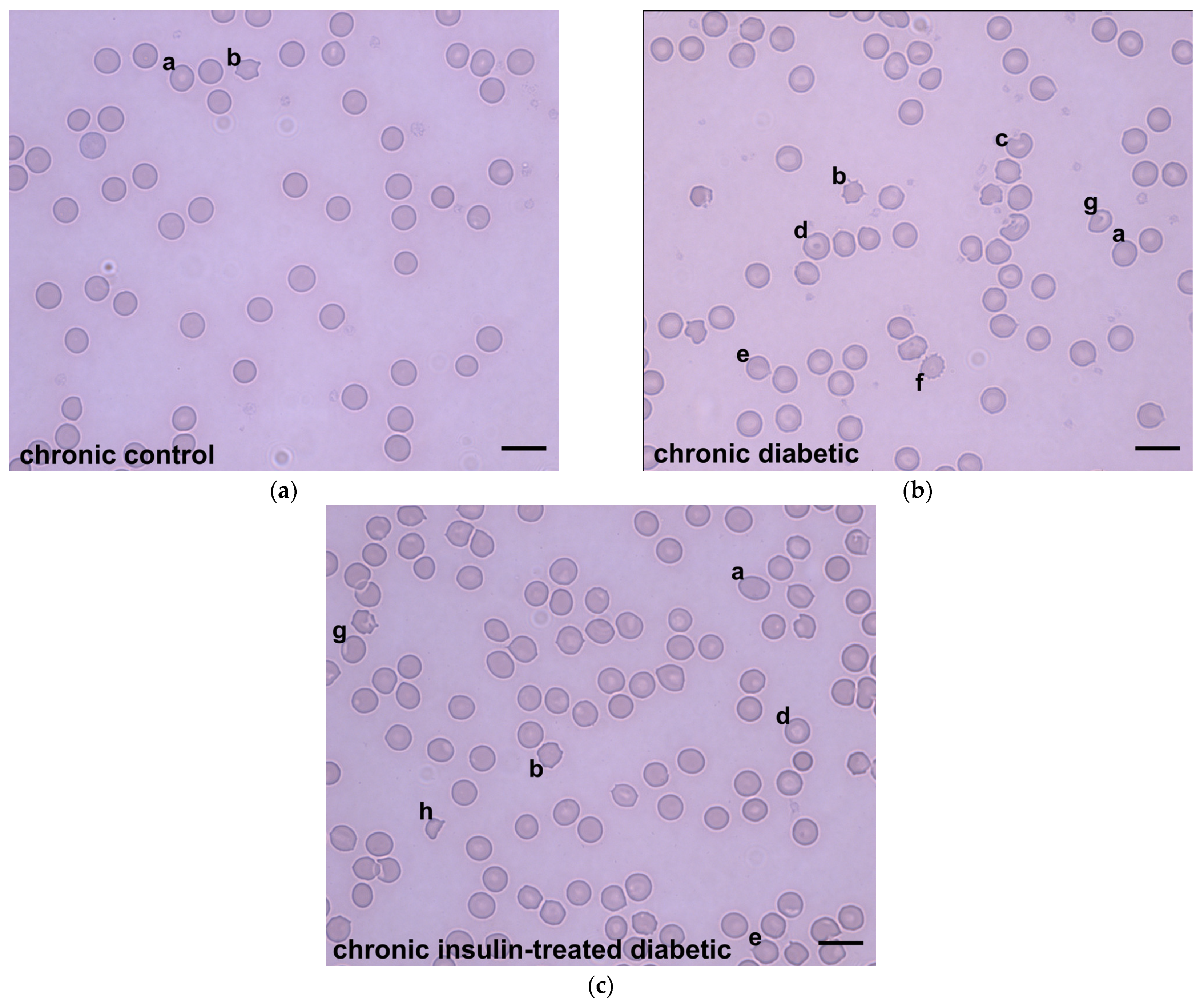 Applsci 13 09920 g004