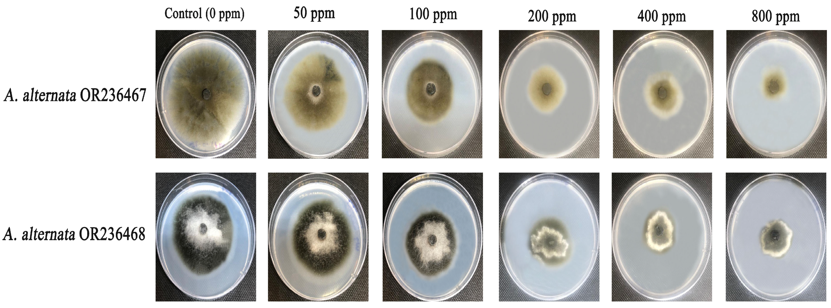 Applsci 13 09942 g011