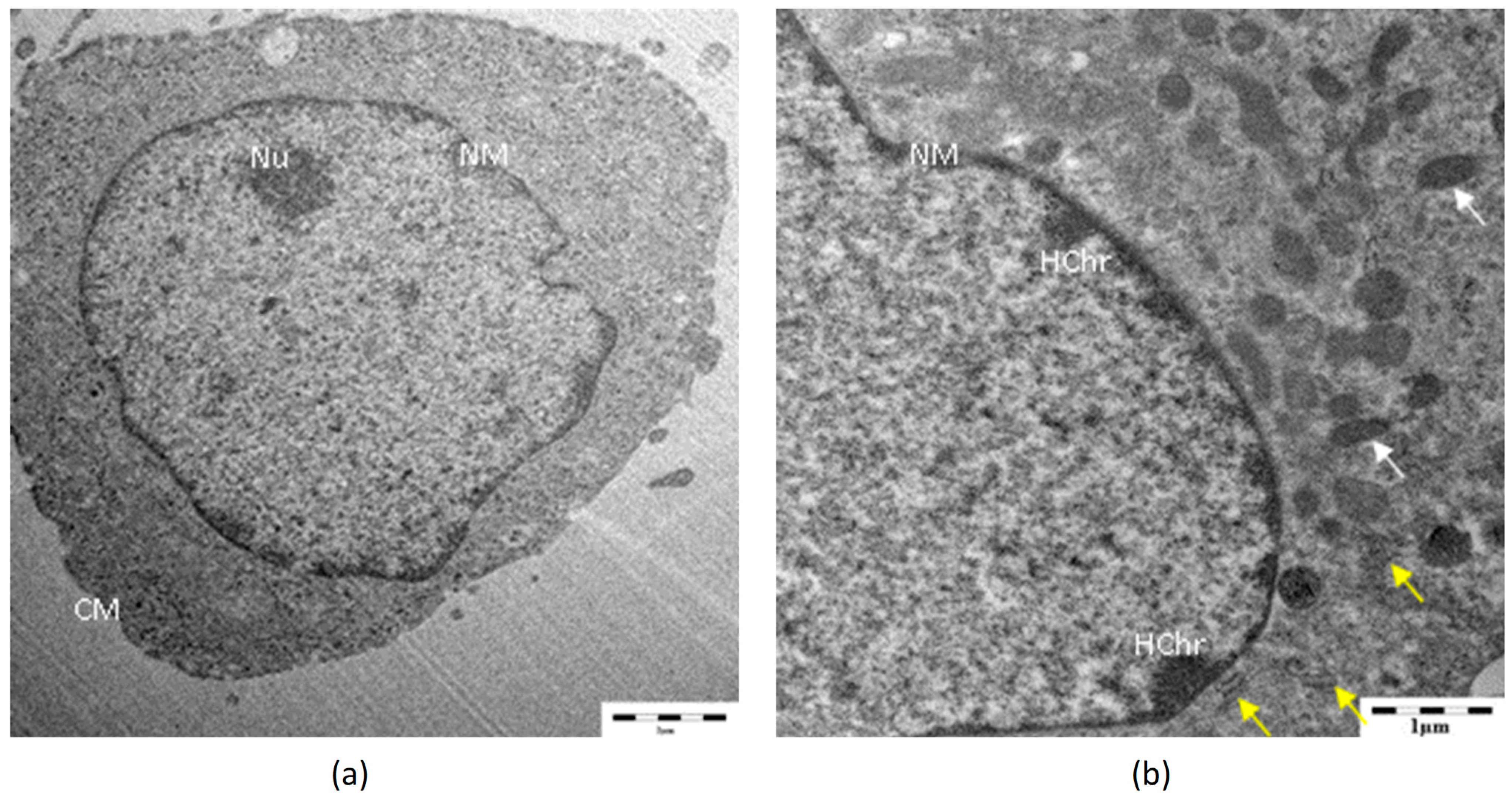 Applsci 13 10125 g007