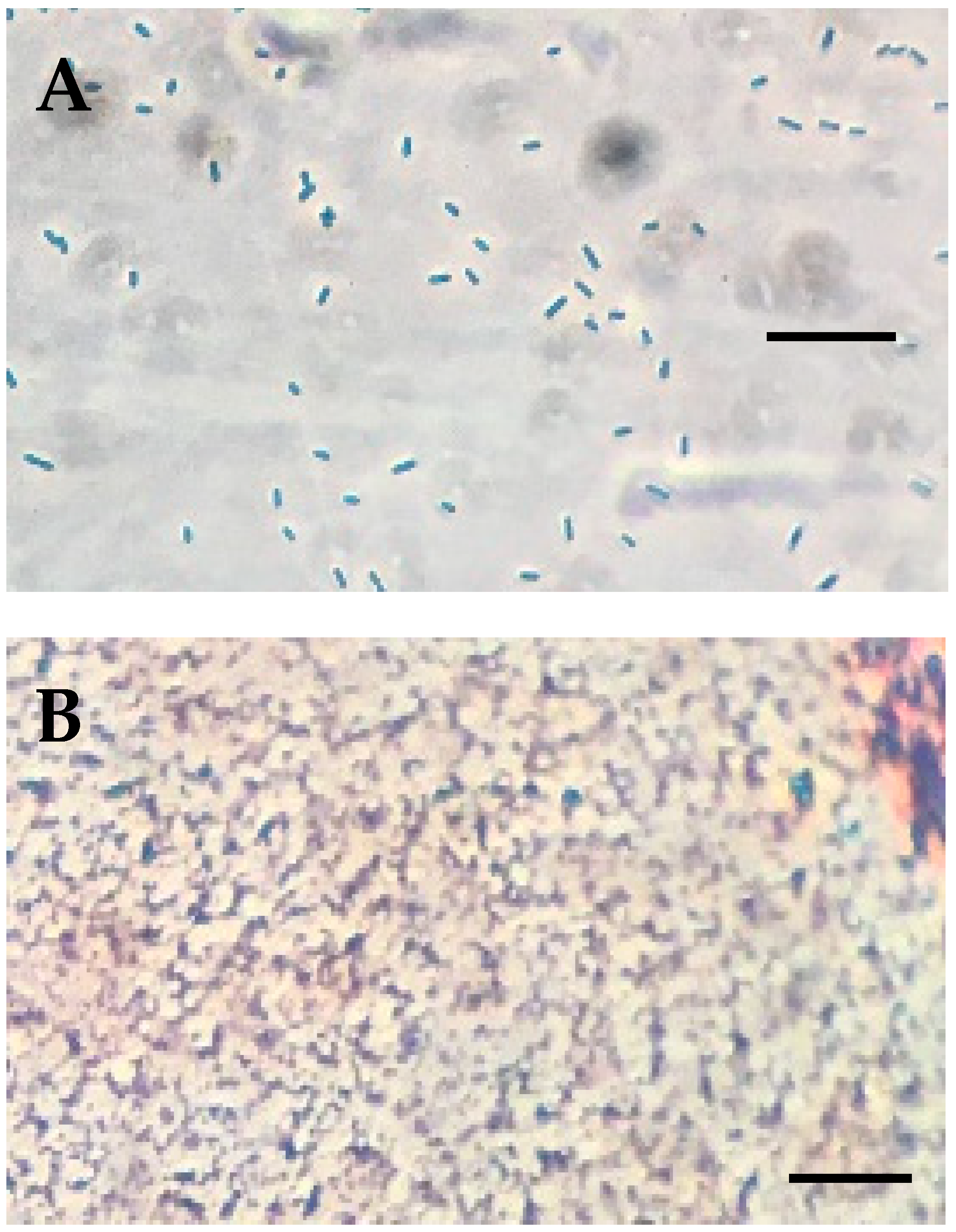 Applsci 13 10257 g002 Applsci 13 10257 g002