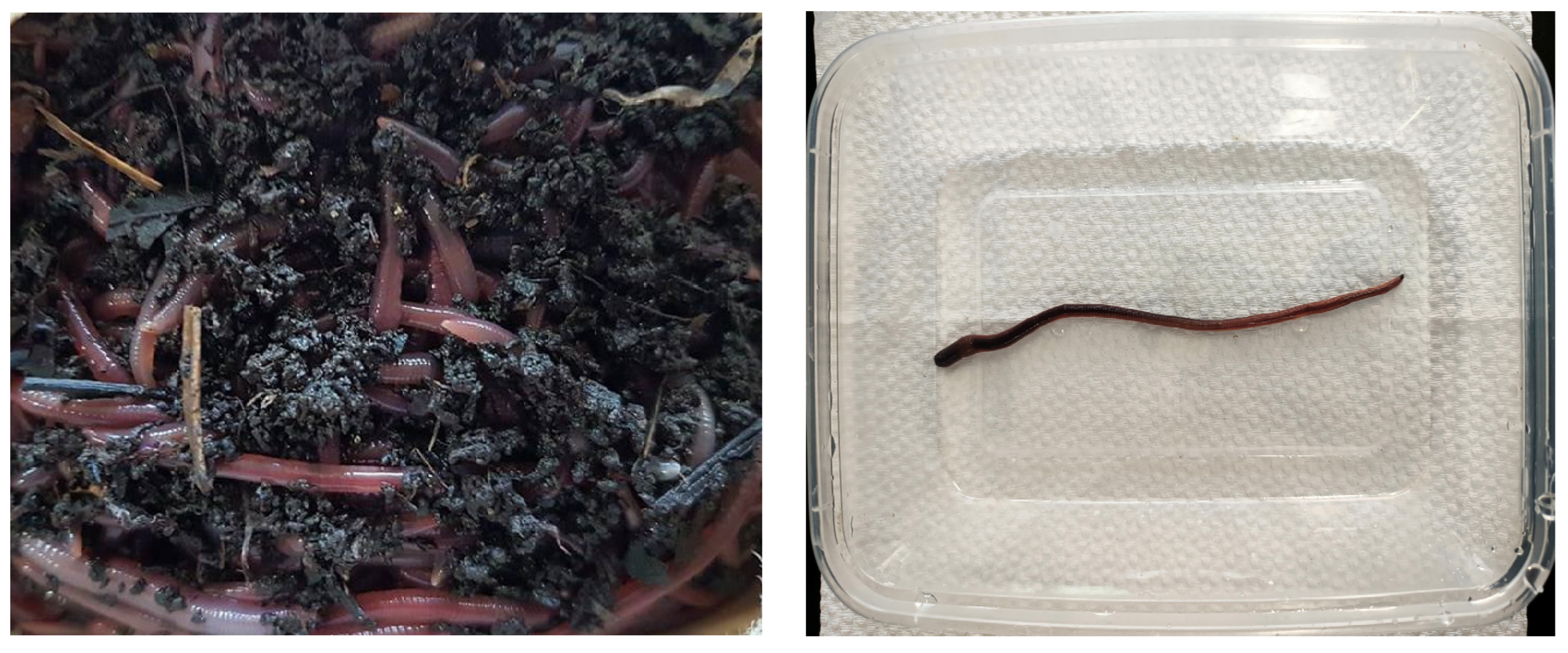 Applsci 13 10364 g002 Applsci 13 10364 g002