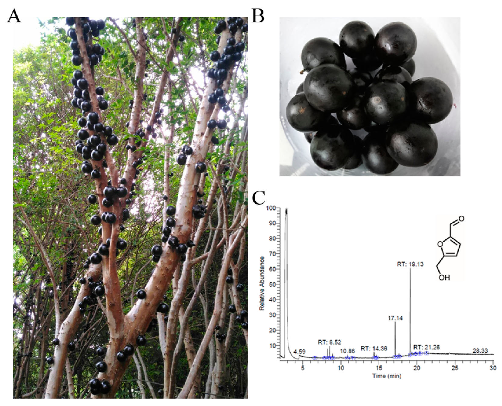 Applsci 13 11061 g001