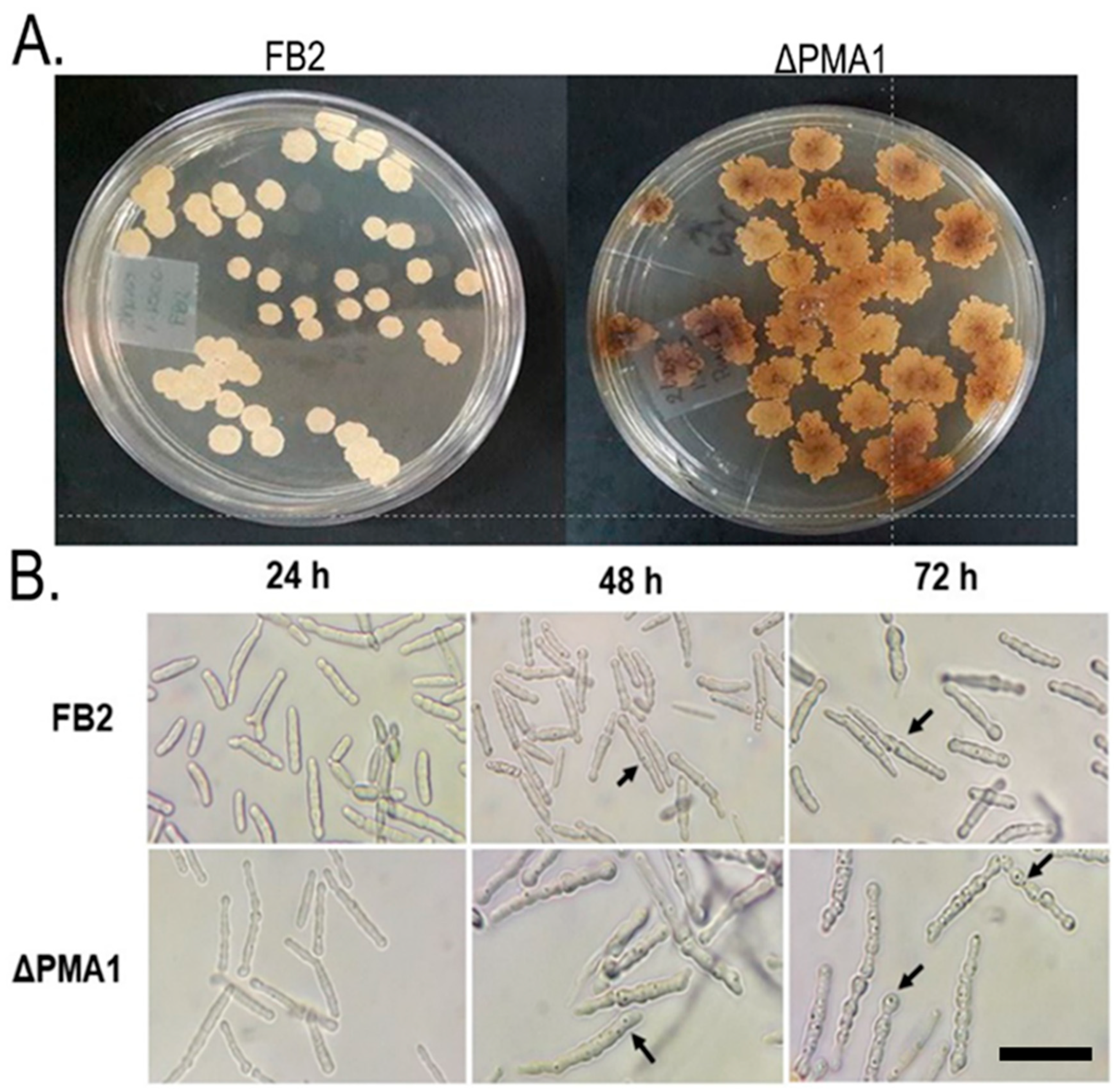 Applsci 13 11288 g002