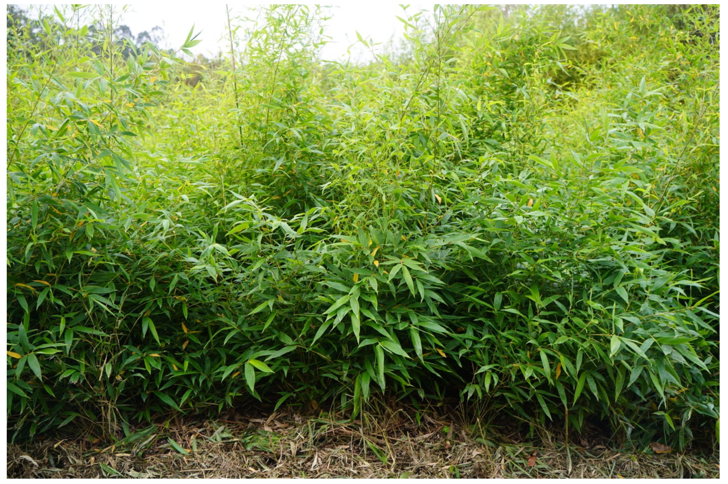 Applsci 13 11568 g001