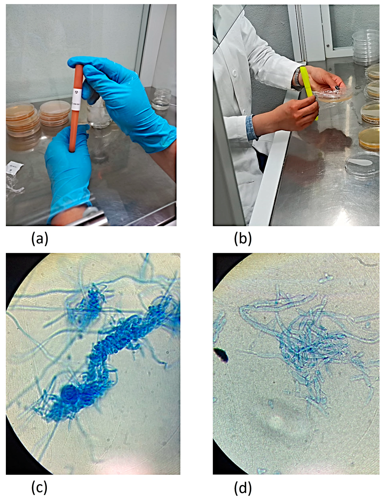 Applsci 13 12028 g005