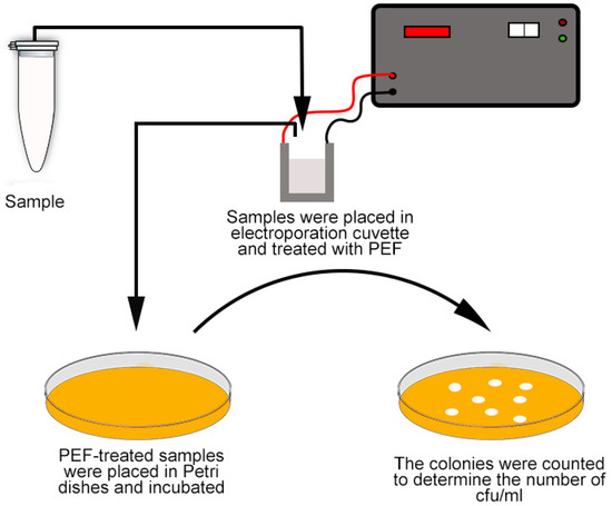 Pef Testing Comparative Analysis of Pulsed Electric Fields (PEF) and Traditional ...