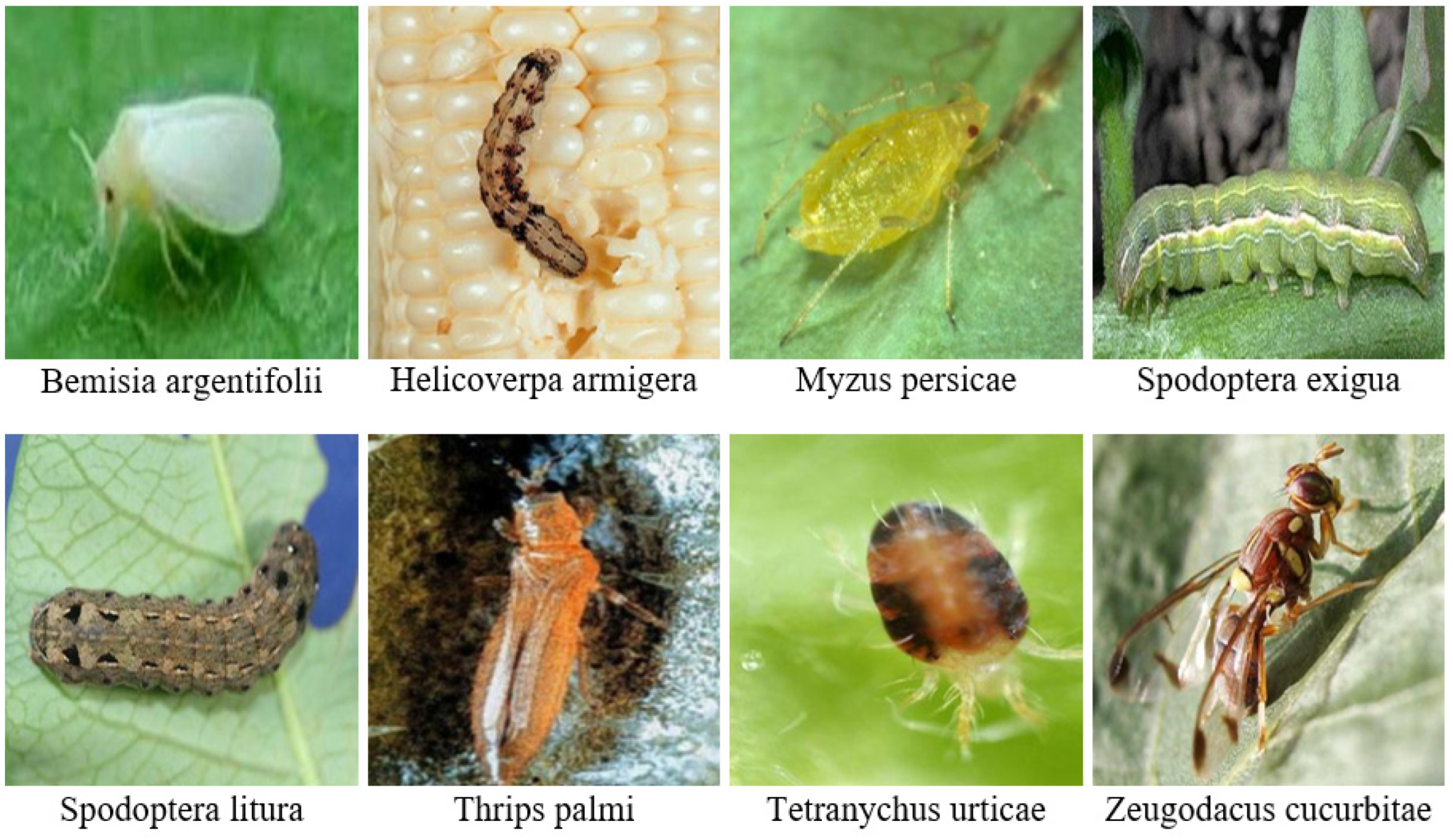 Applsci 13 12206 g001