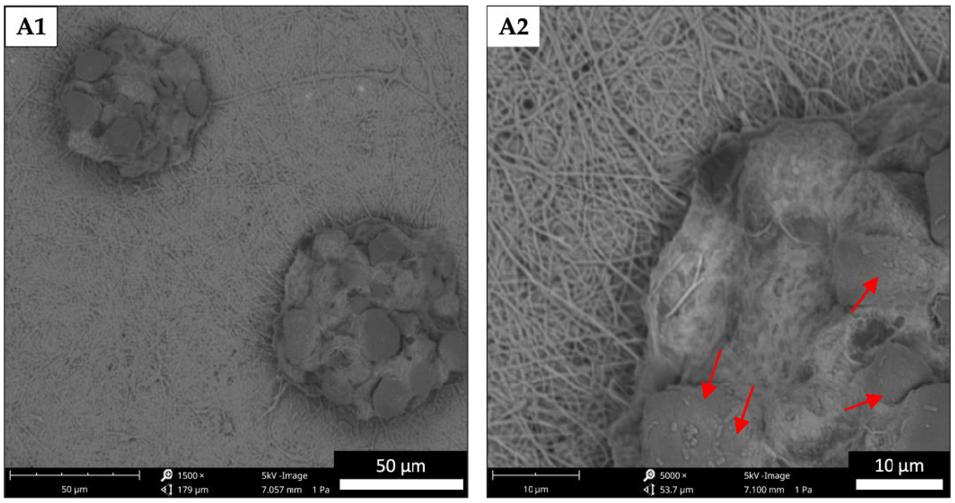 Applsci 13 12750 g009