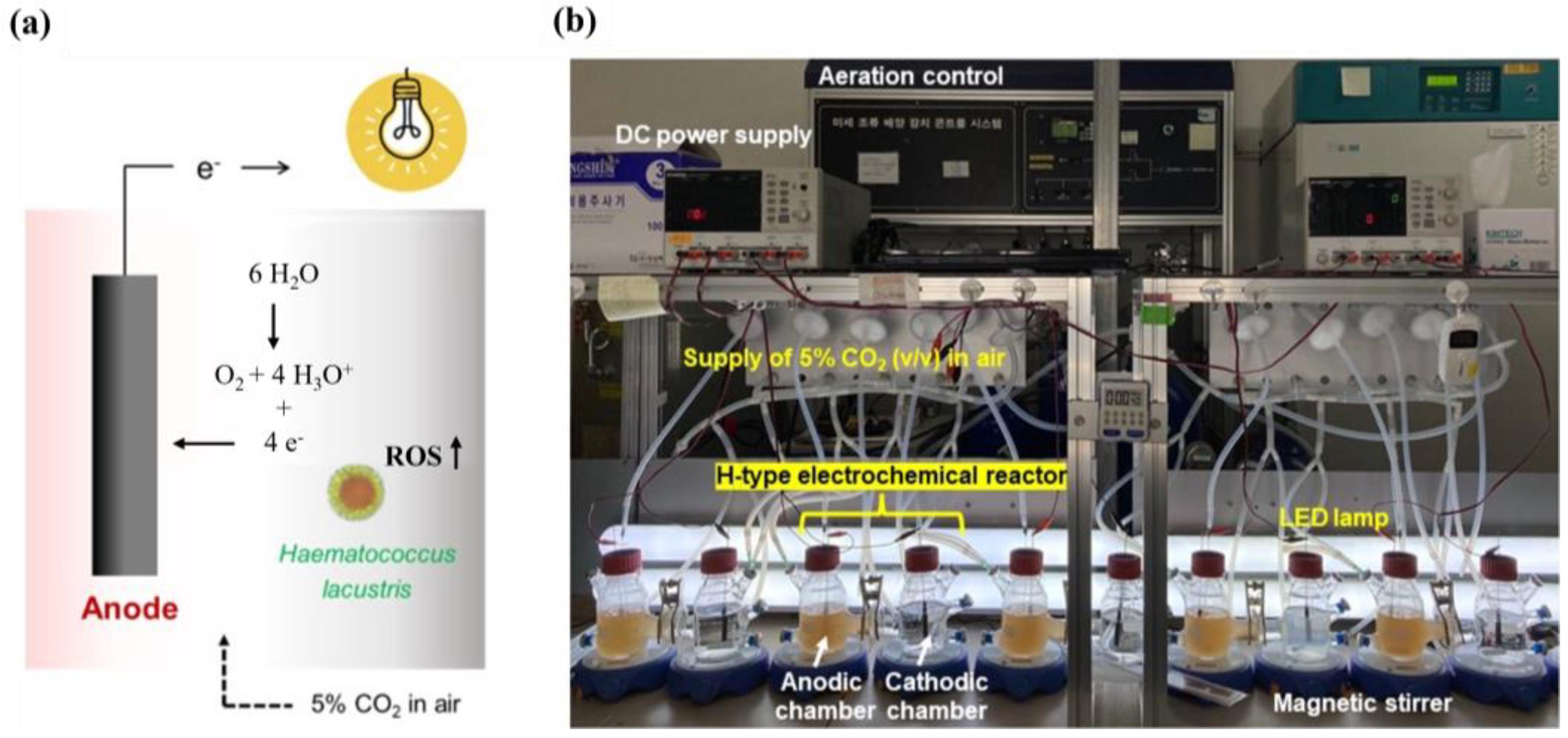 Applsci 13 12959 g001
