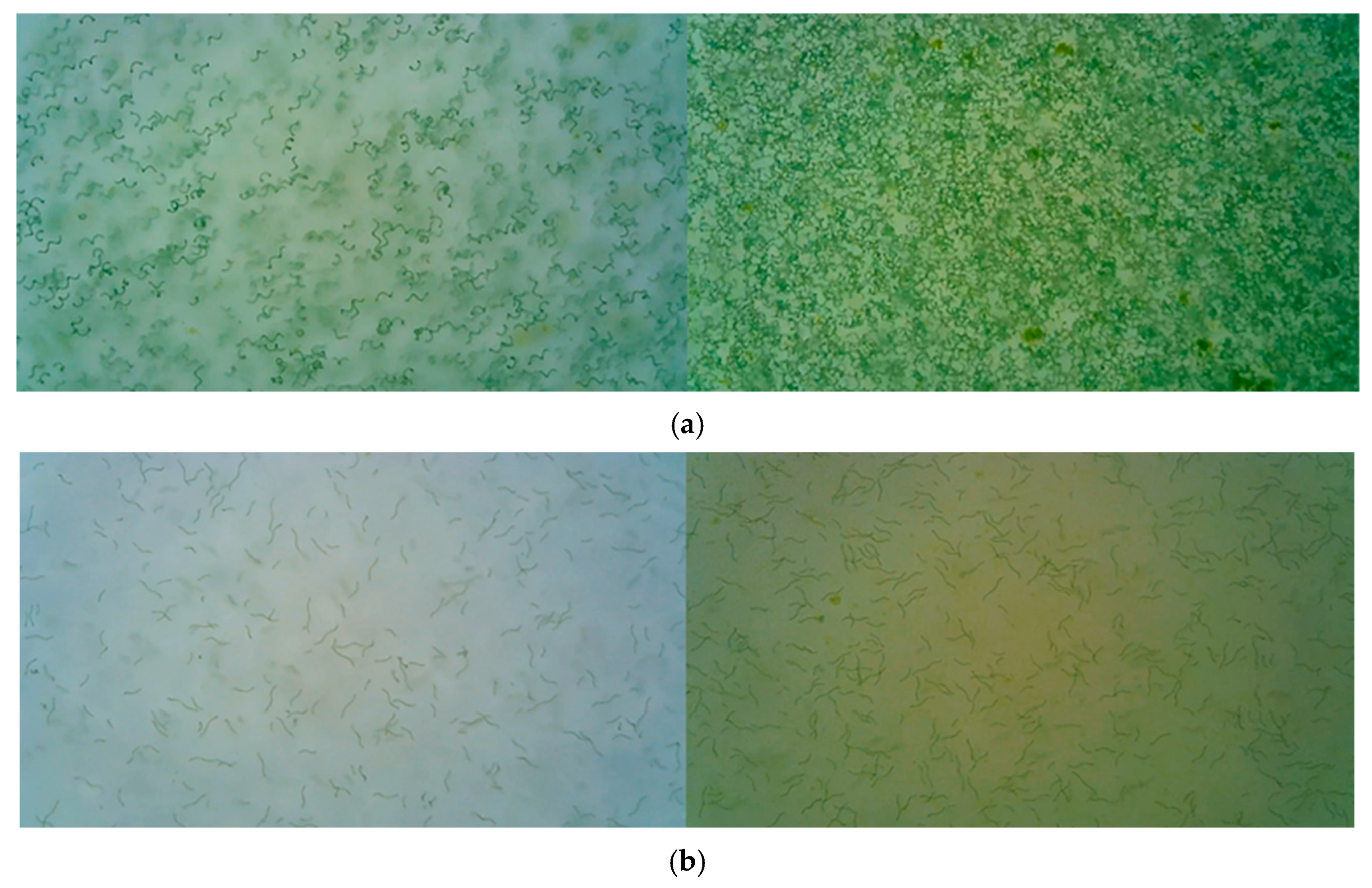 Applsci 13 12991 g006