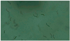 Applsci 13 12991 i004