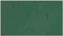 Applsci 13 12991 i007