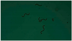 Applsci 13 12991 i009