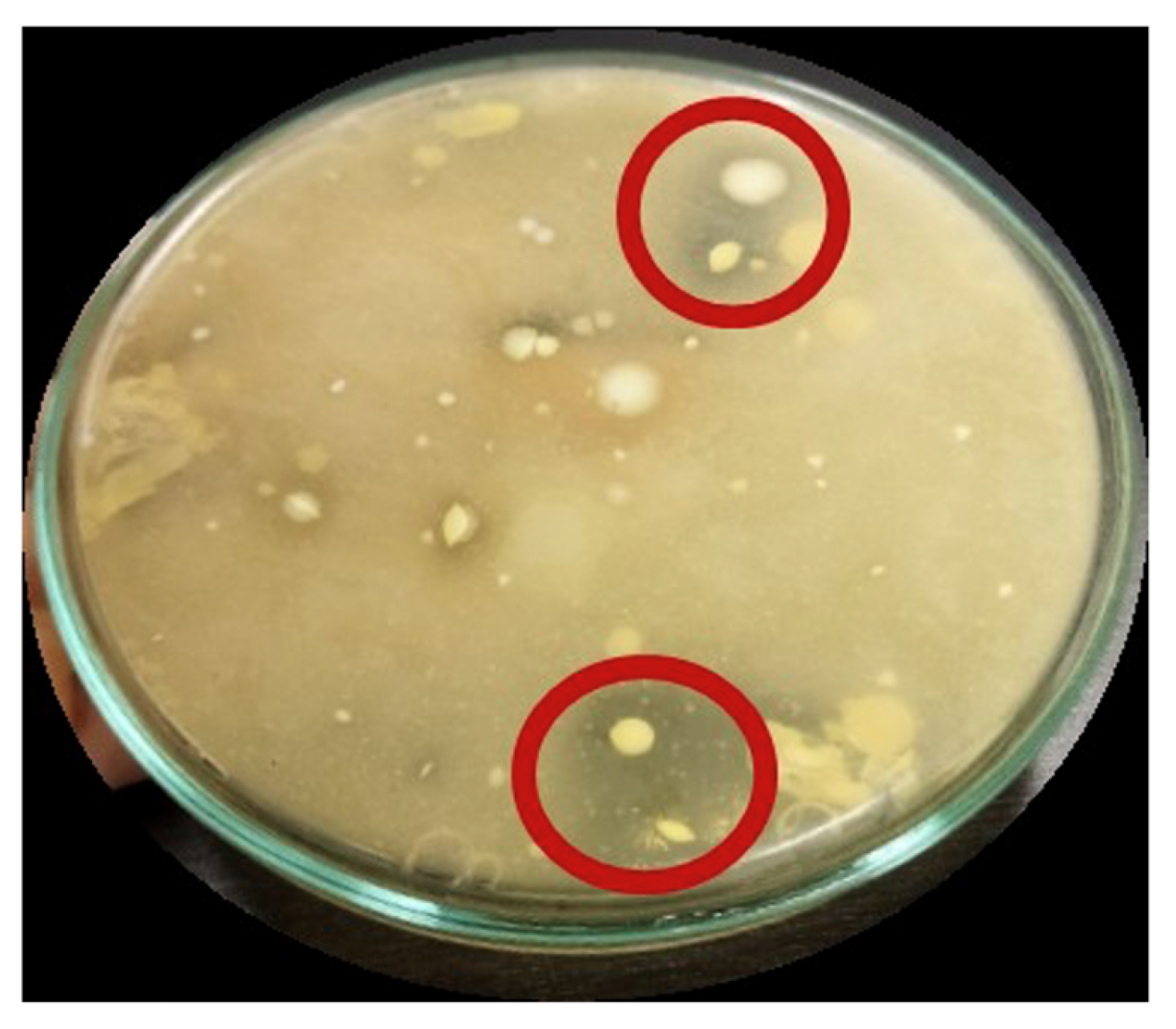 Applsci 13 13089 g006 Applsci 13 13089 g006