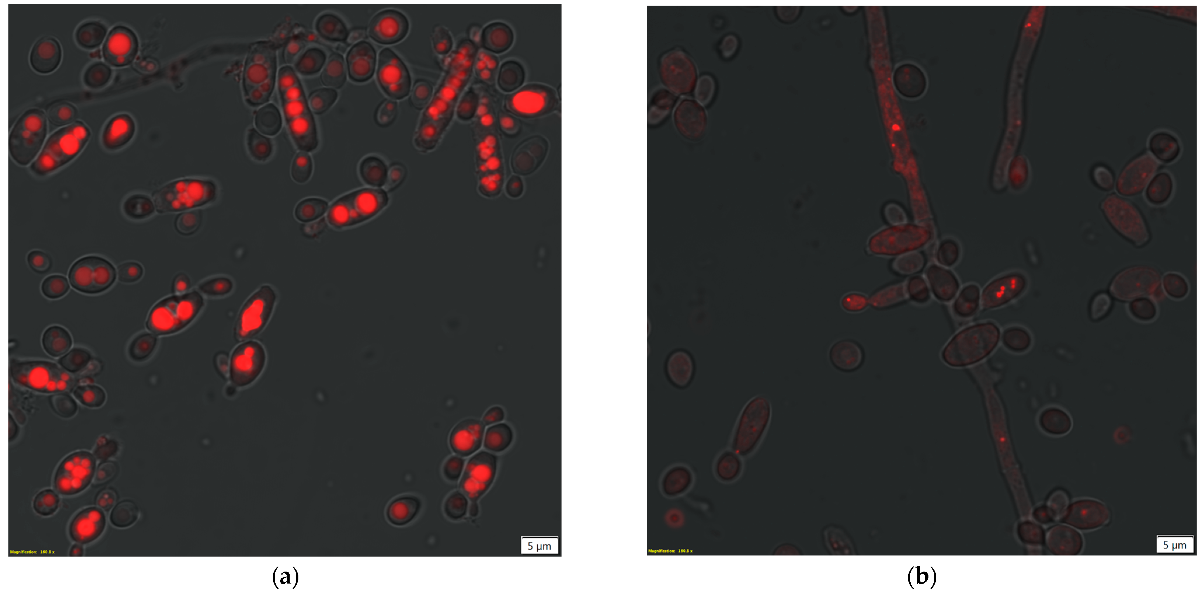 Applsci 13 13135 g003
