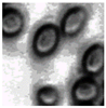 Applsci 13 13248 i020