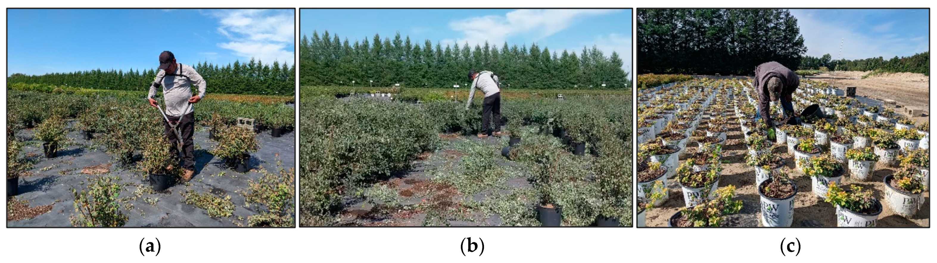 Applsci 14 00525 g001