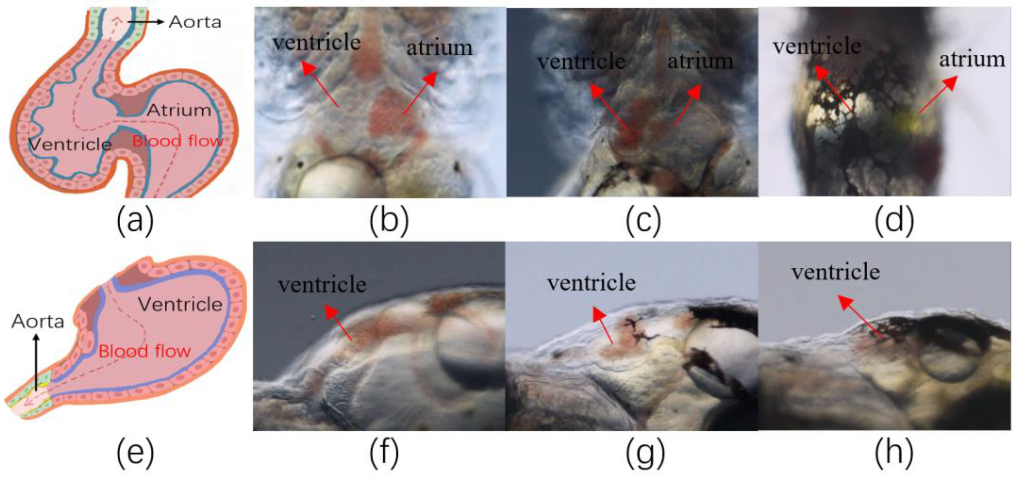 Applsci 14 01239 g001