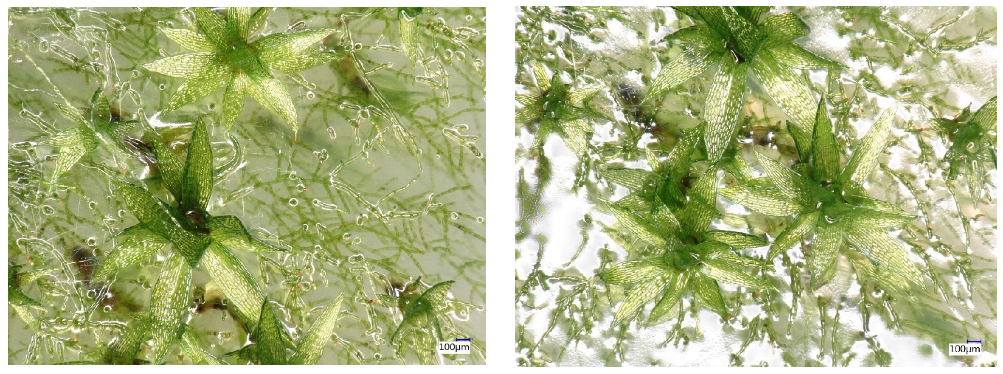 Applsci 14 01274 g002a Applsci 14 01274 g002a