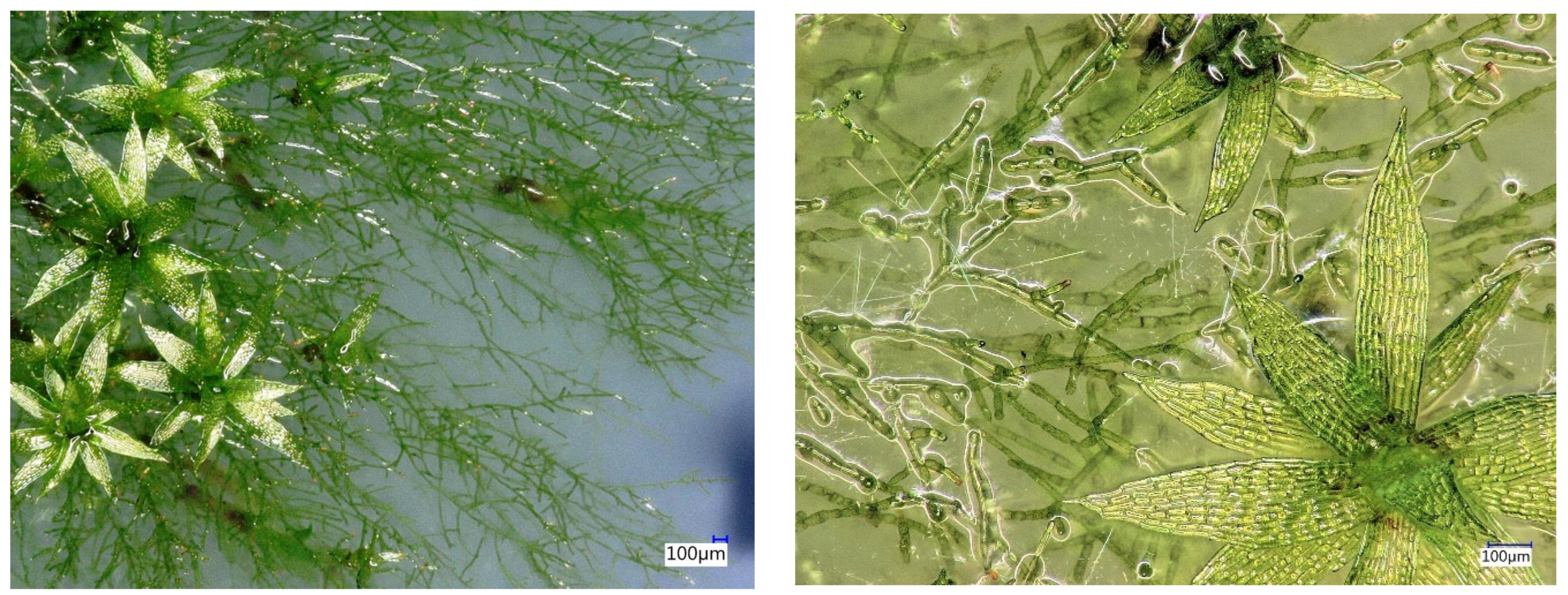 Applsci 14 01274 g002b Applsci 14 01274 g002b