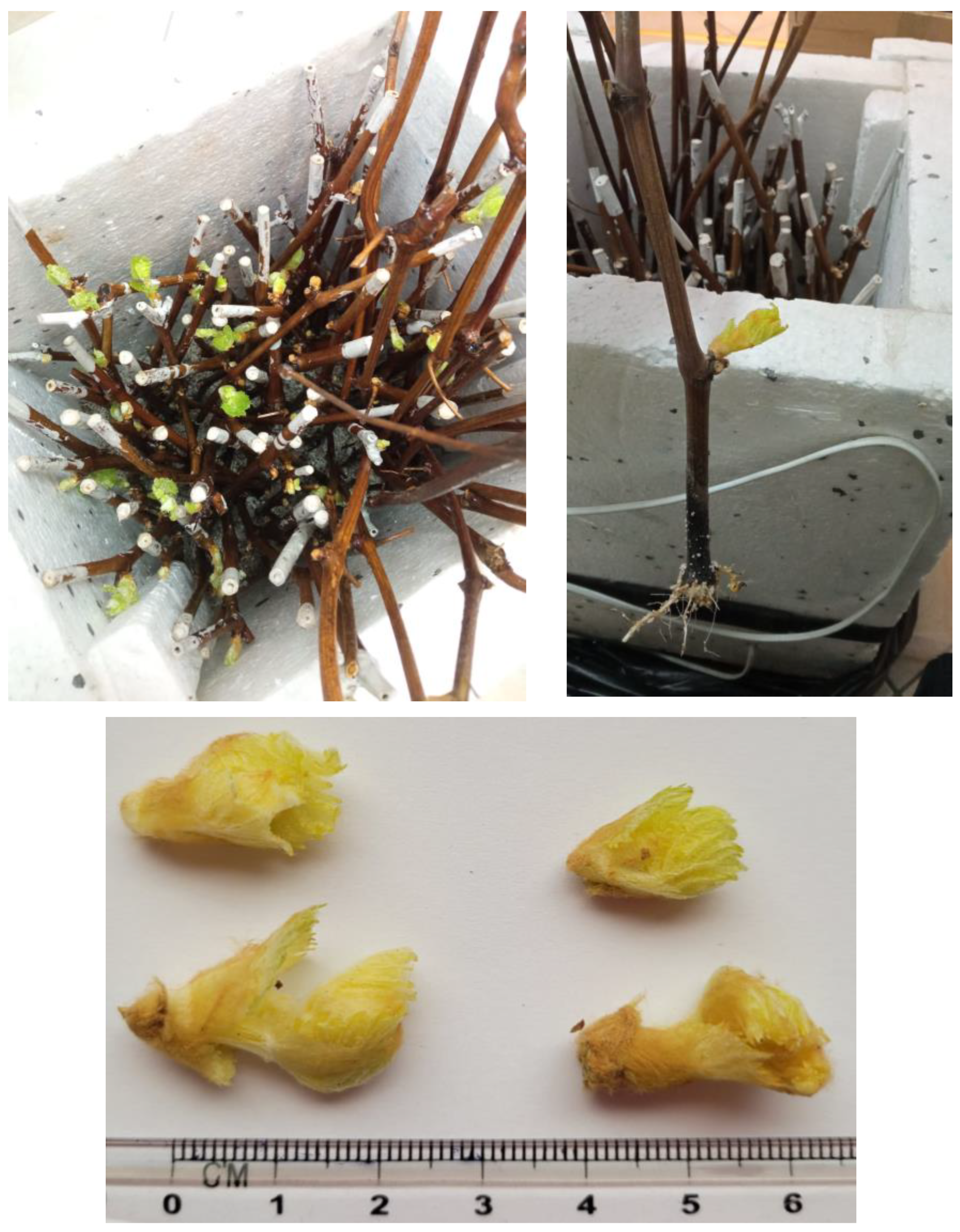 Applsci 14 01420 g002 Applsci 14 01420 g002