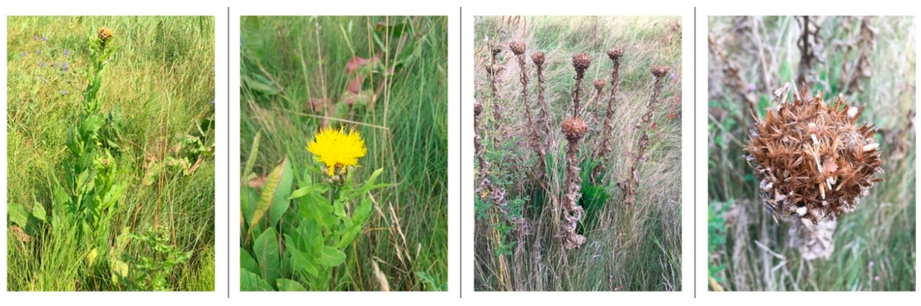 Applsci 14 01705 g004