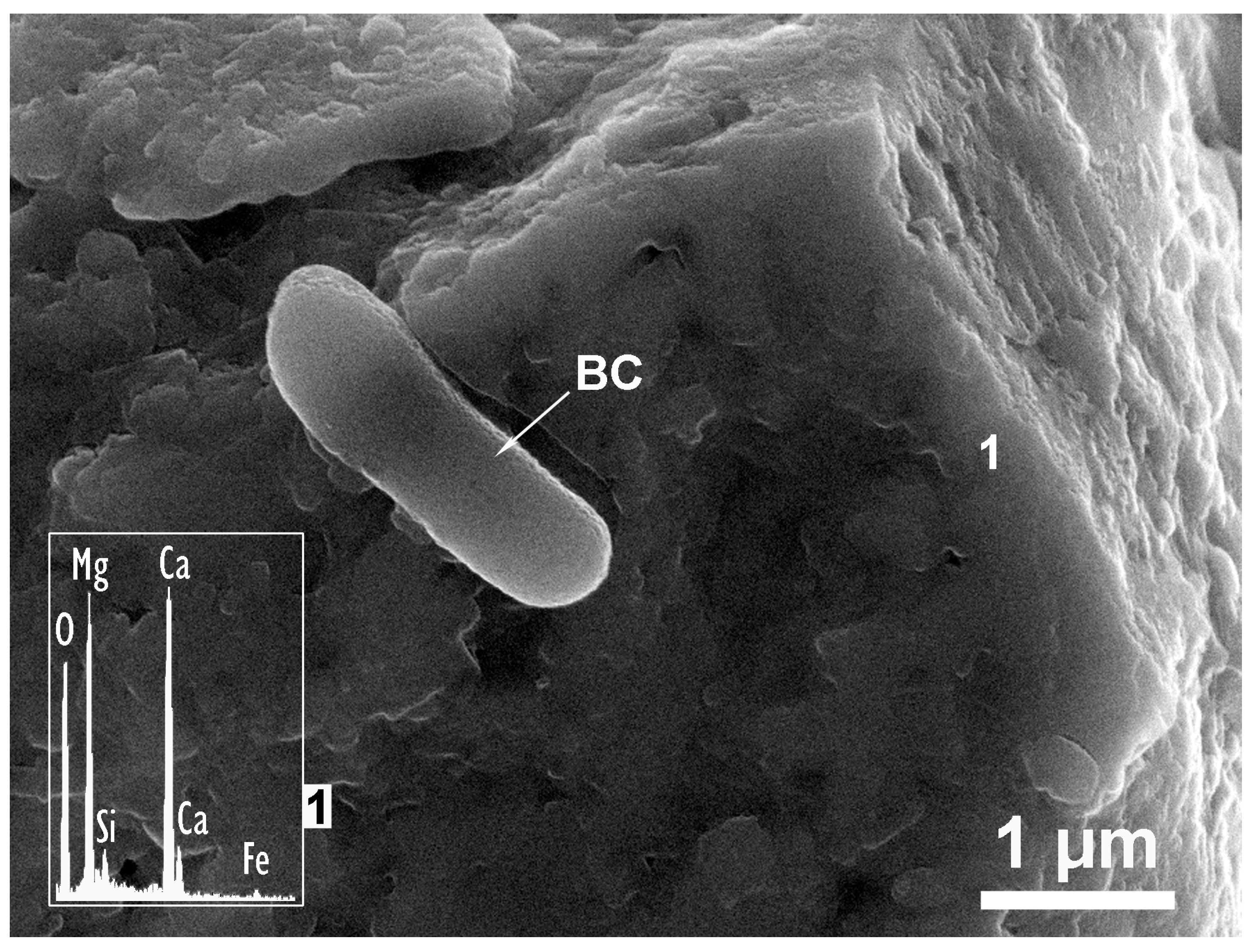 Applsci 14 01862 g010