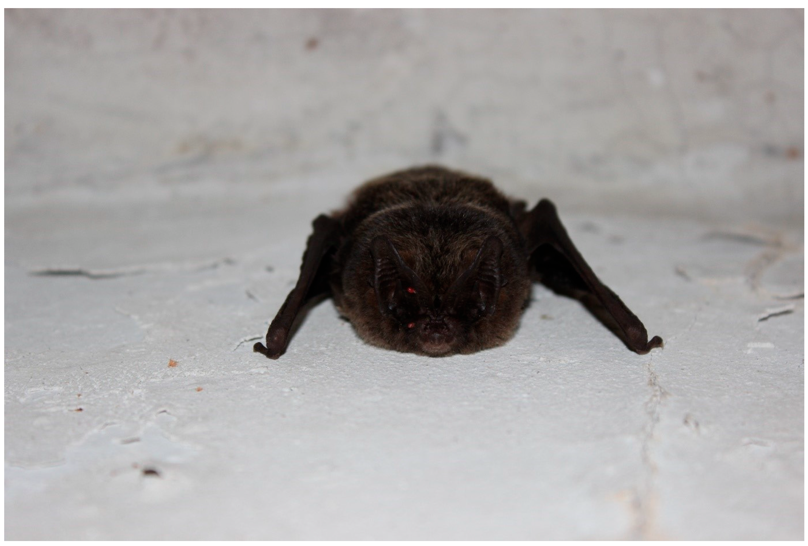 Applsci 14 02125 g001