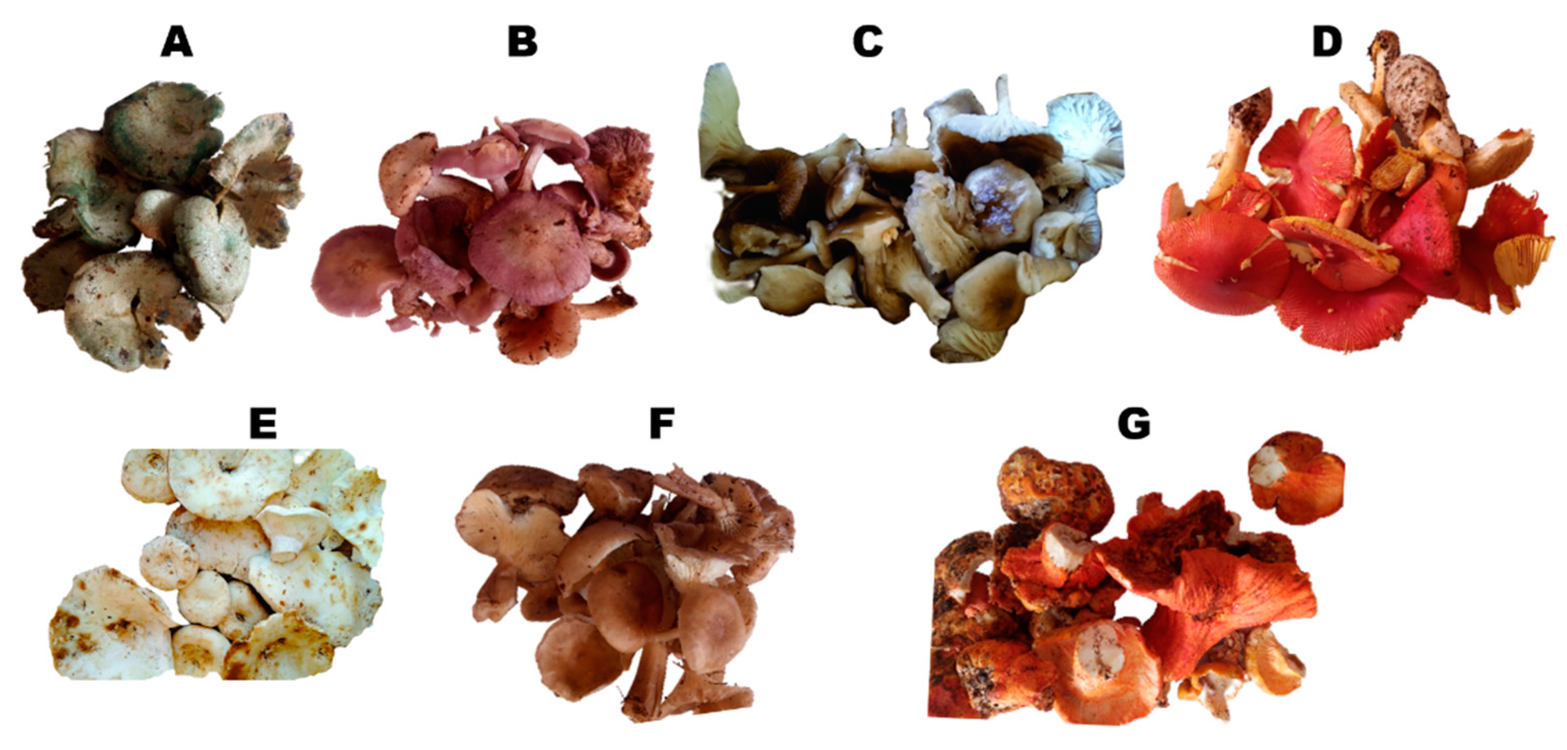 Applsci 14 02520 g001