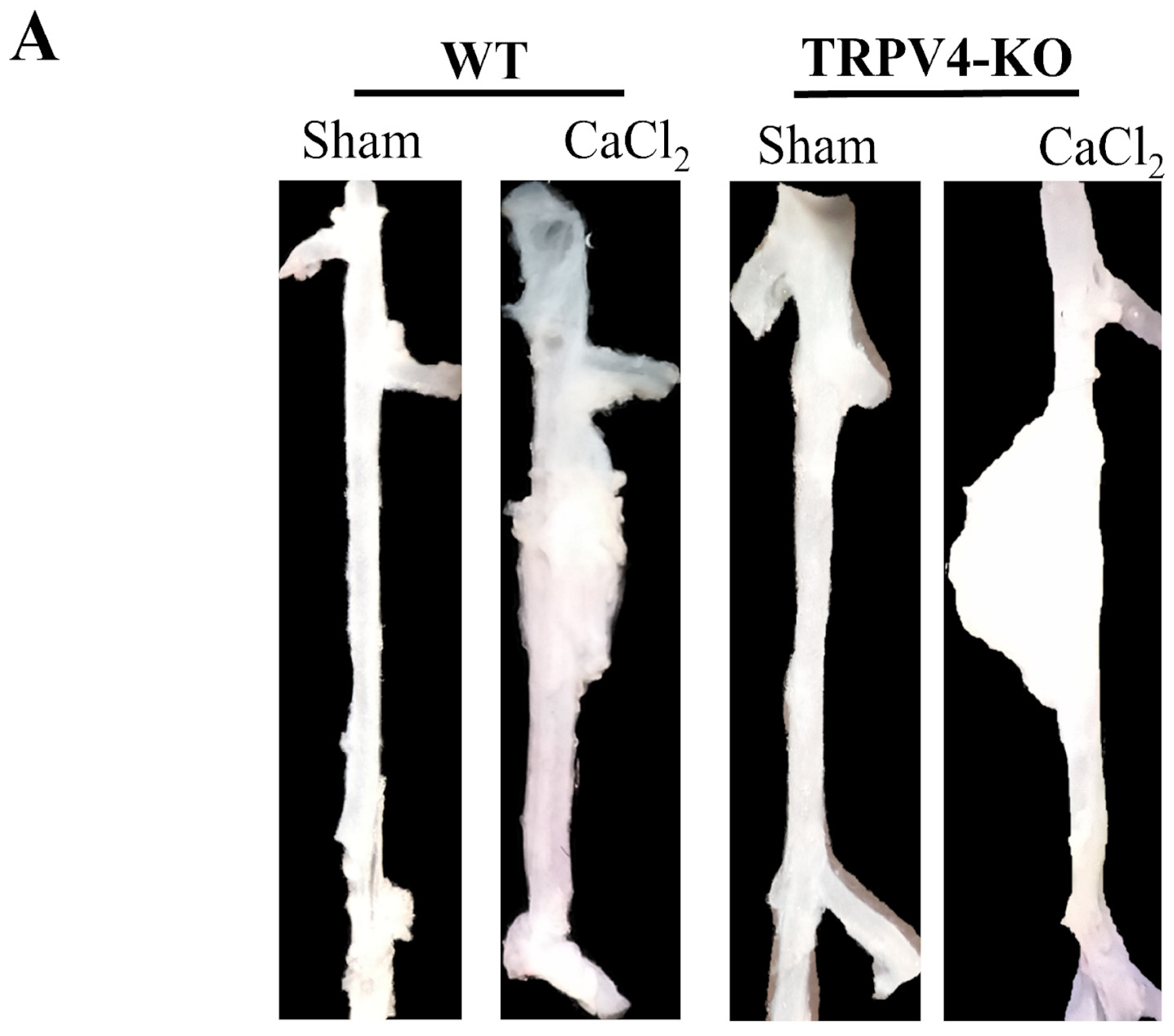 Applsci 14 02566 g002a Applsci 14 02566 g002a