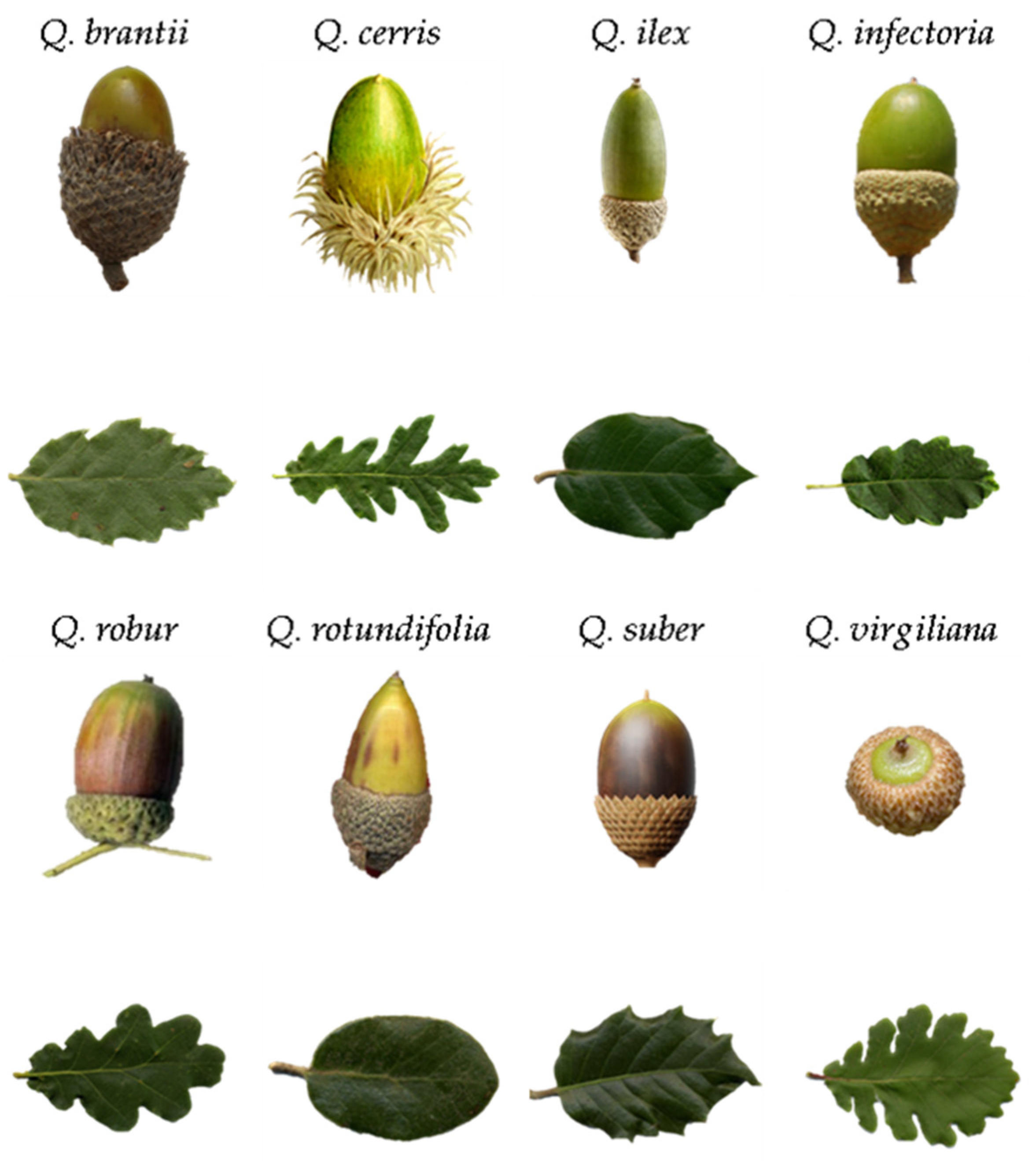 Applsci 14 02799 g004 Applsci 14 02799 g004